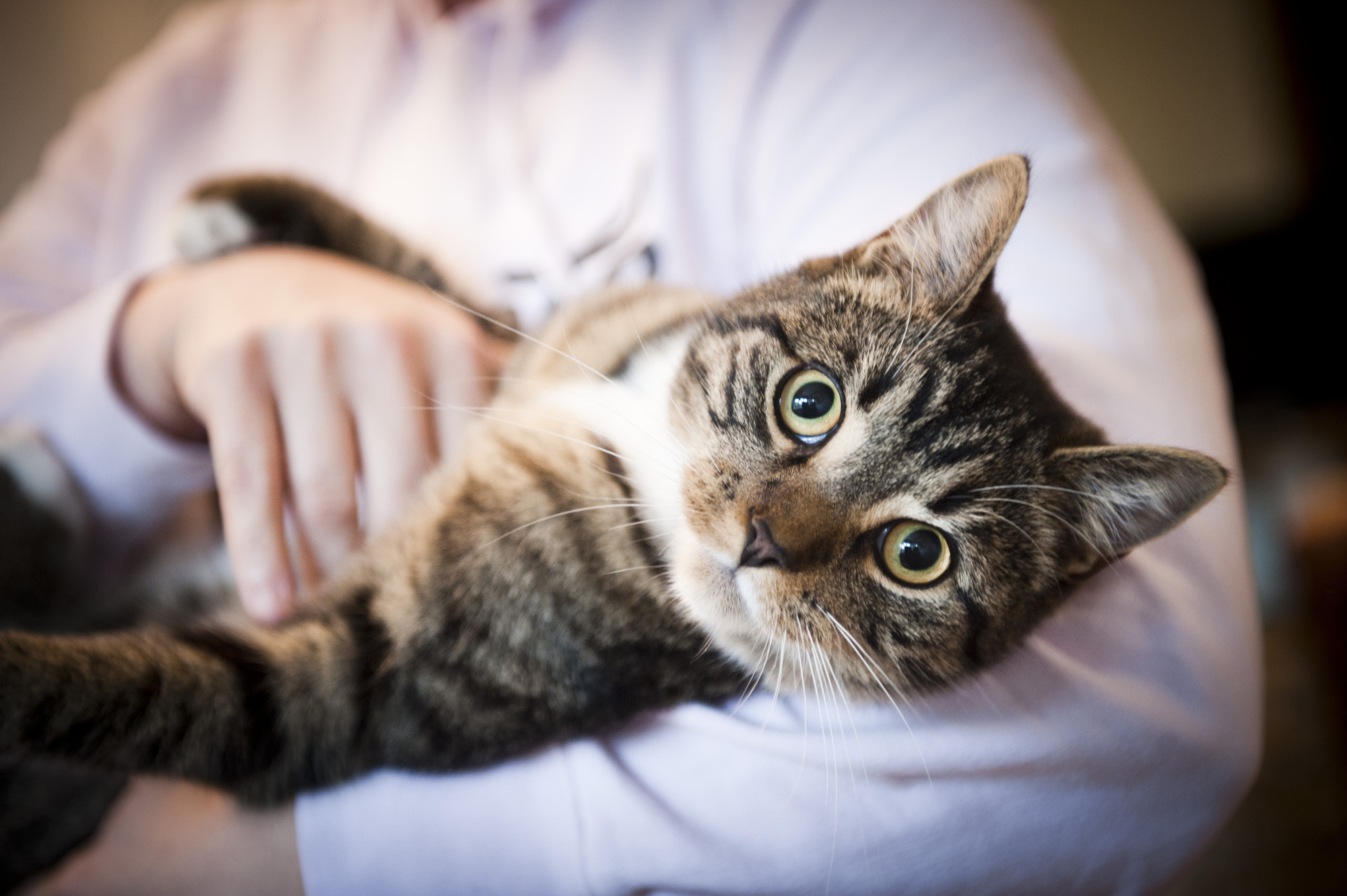 How-To: Choosing the Right Pet For You | Blue Cross