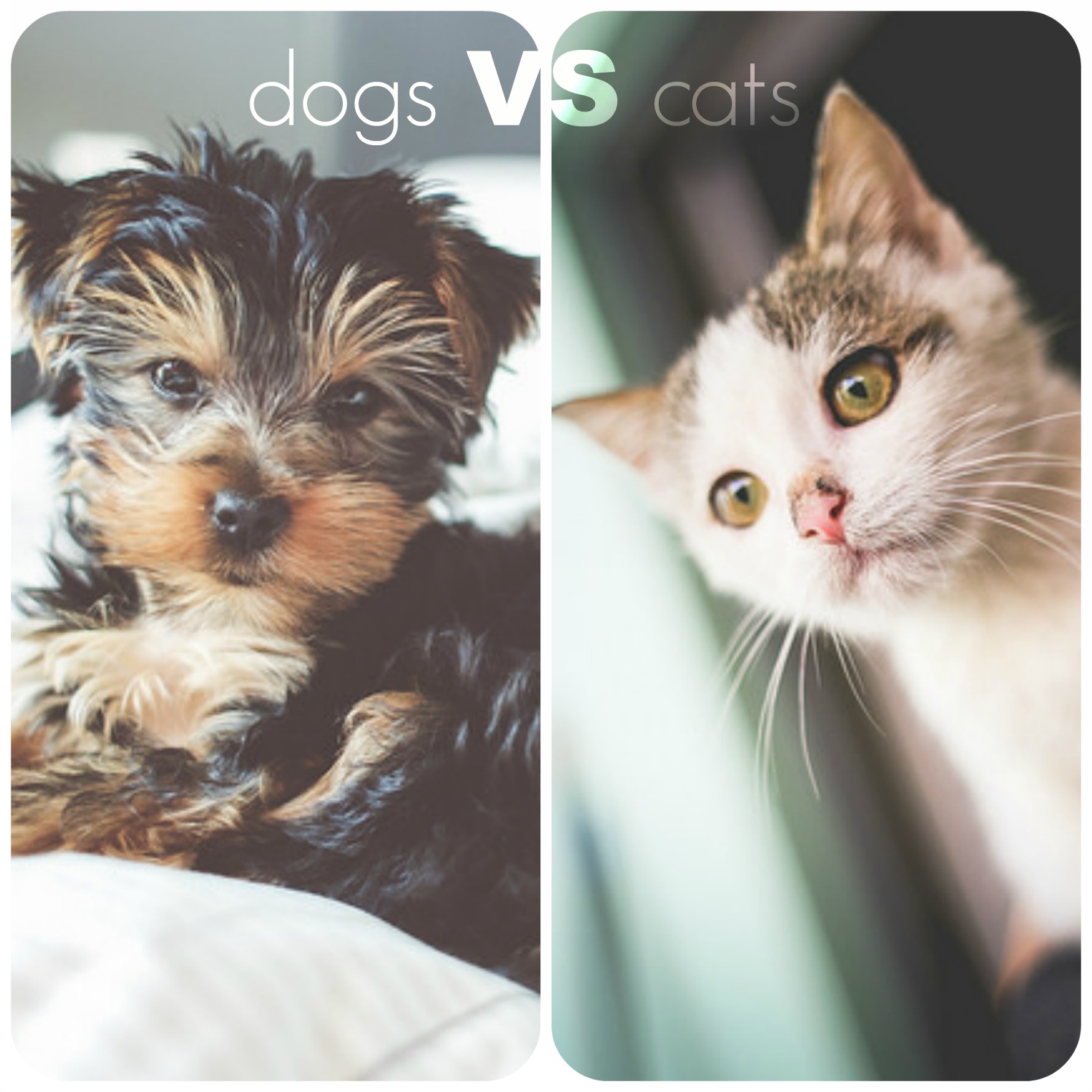 Cats vs. Dogs: What's the Best Apartment Pet? - Tenley View