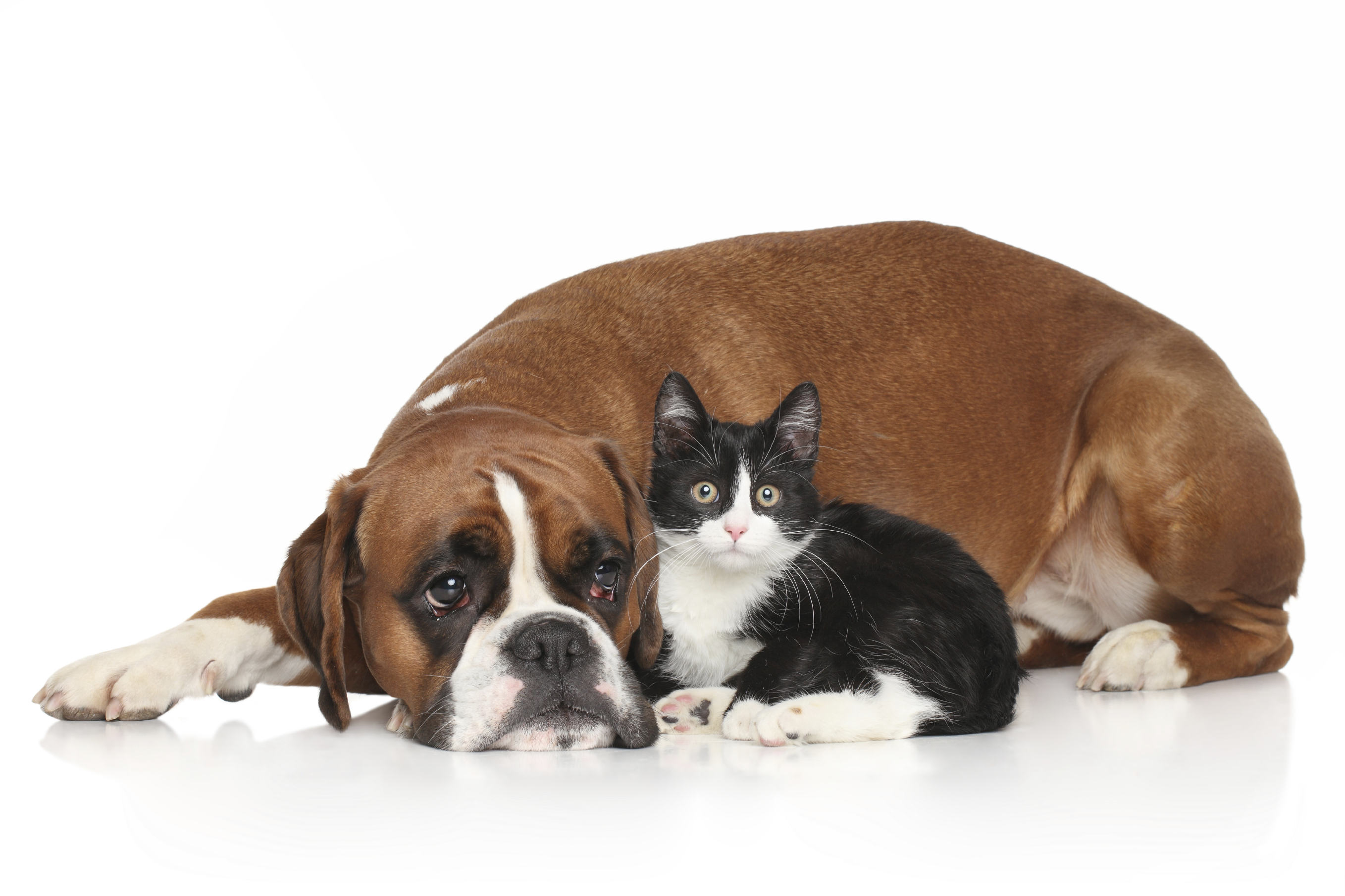 Cat-Friendly Dog Breeds | Animal Friends