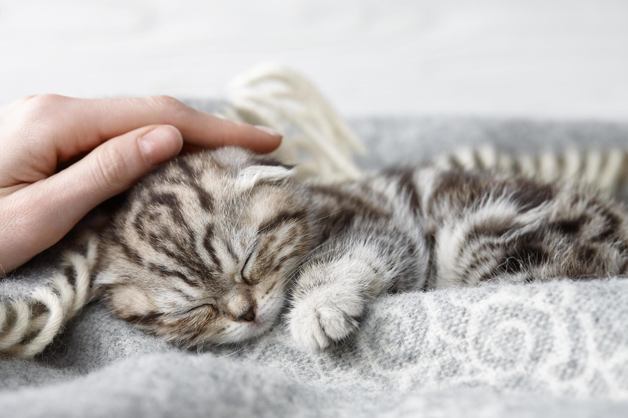 Irish vet clinic seeks professional 'cat cuddler' | The Independent