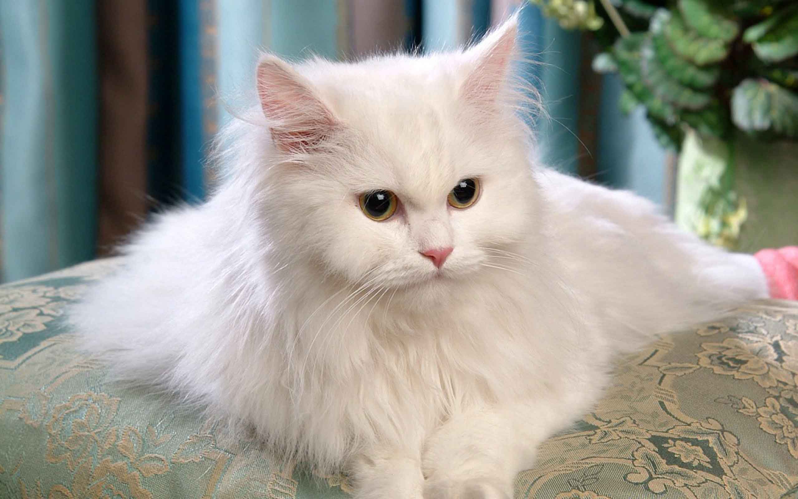 Delicious Cat food that Persian Cats will love! | Pets World