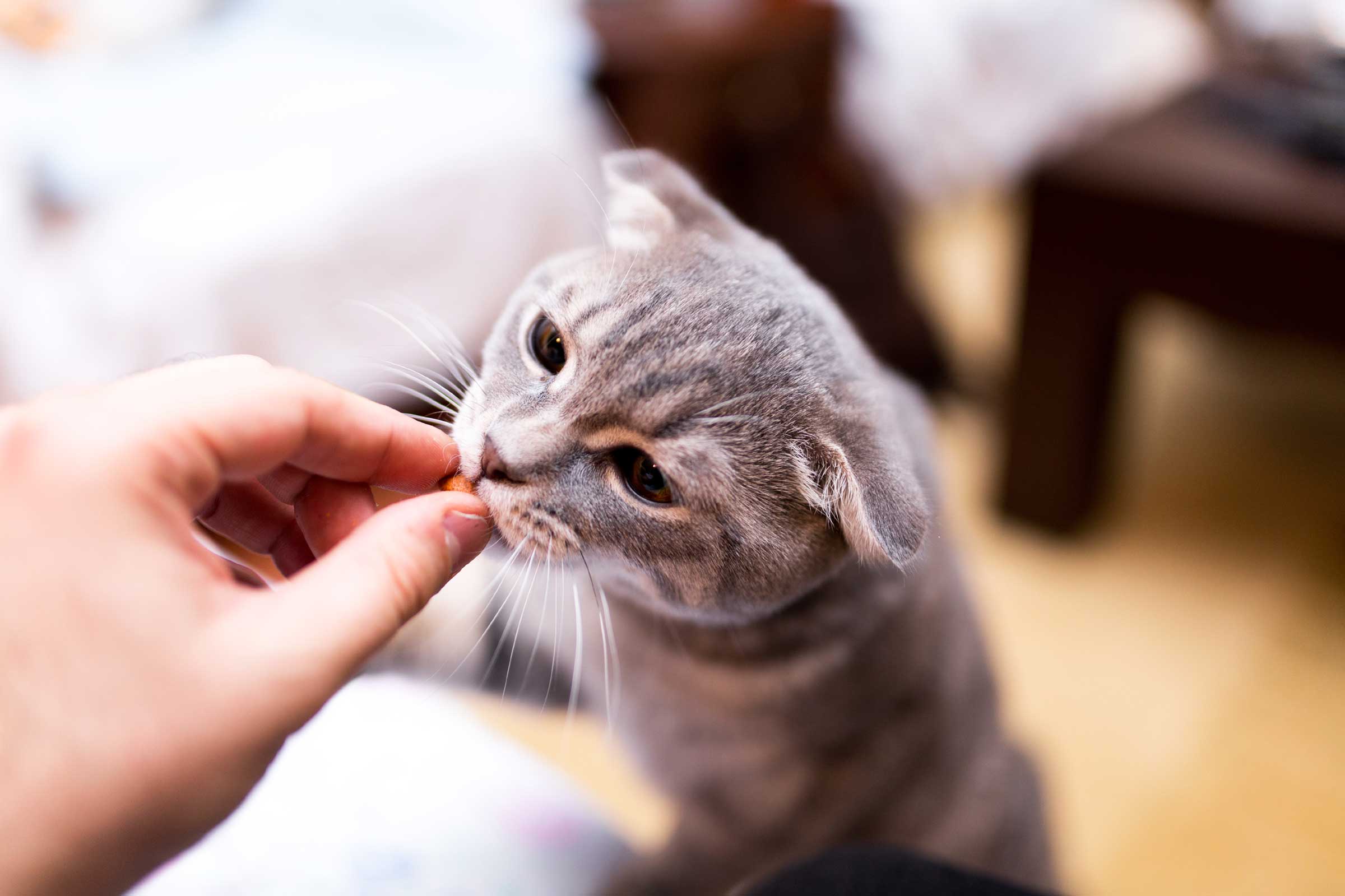 How to Train a Cat to Do 5 Life-Changing Things | Reader's Digest