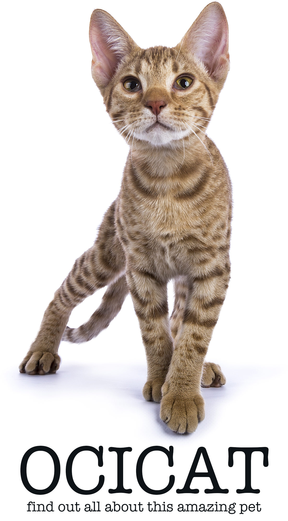 Domestic Cats That Look Like Leopards - 12 Super Wild Looking Breeds