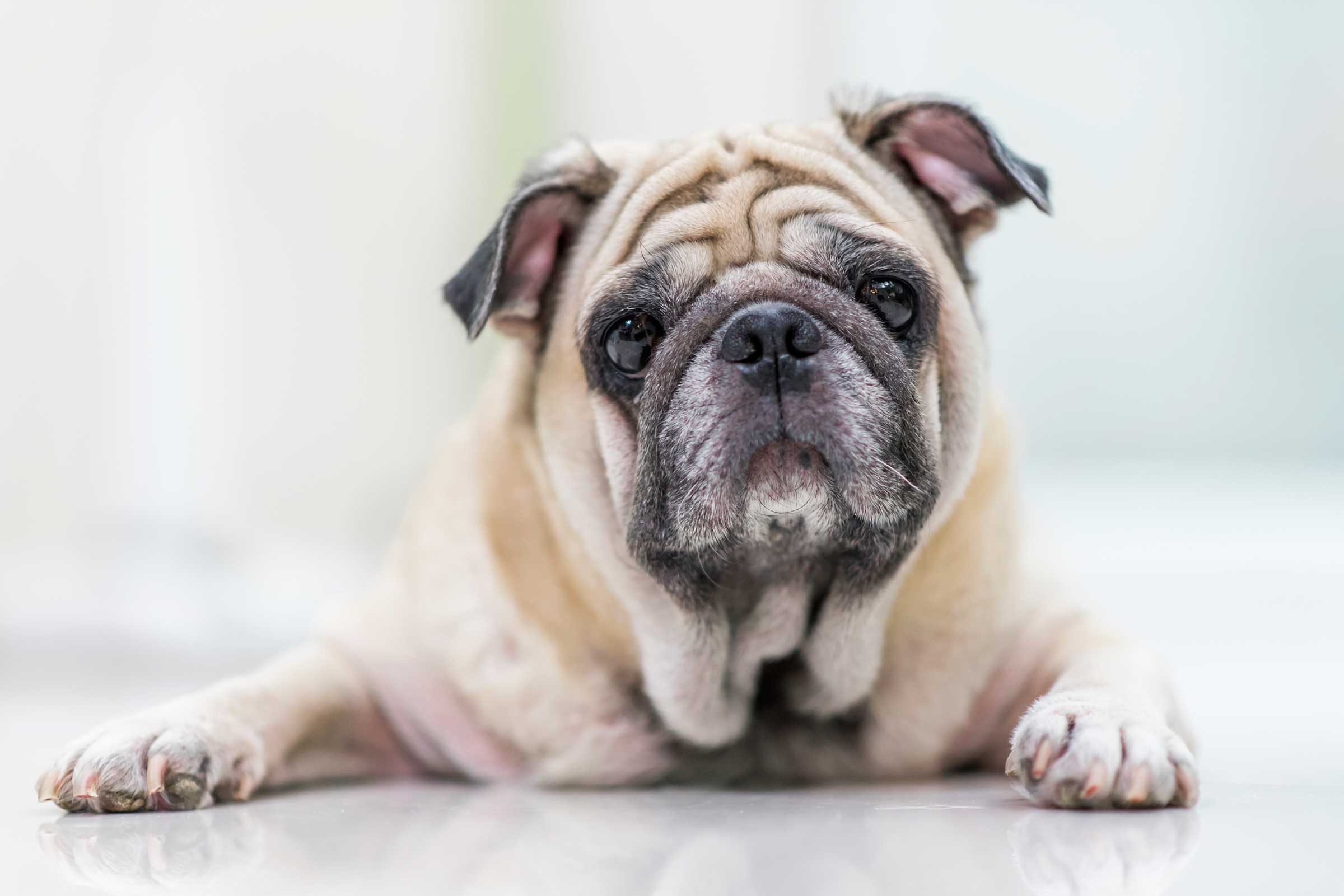 50 Secrets Your Pet Won't Tell You | Reader's Digest