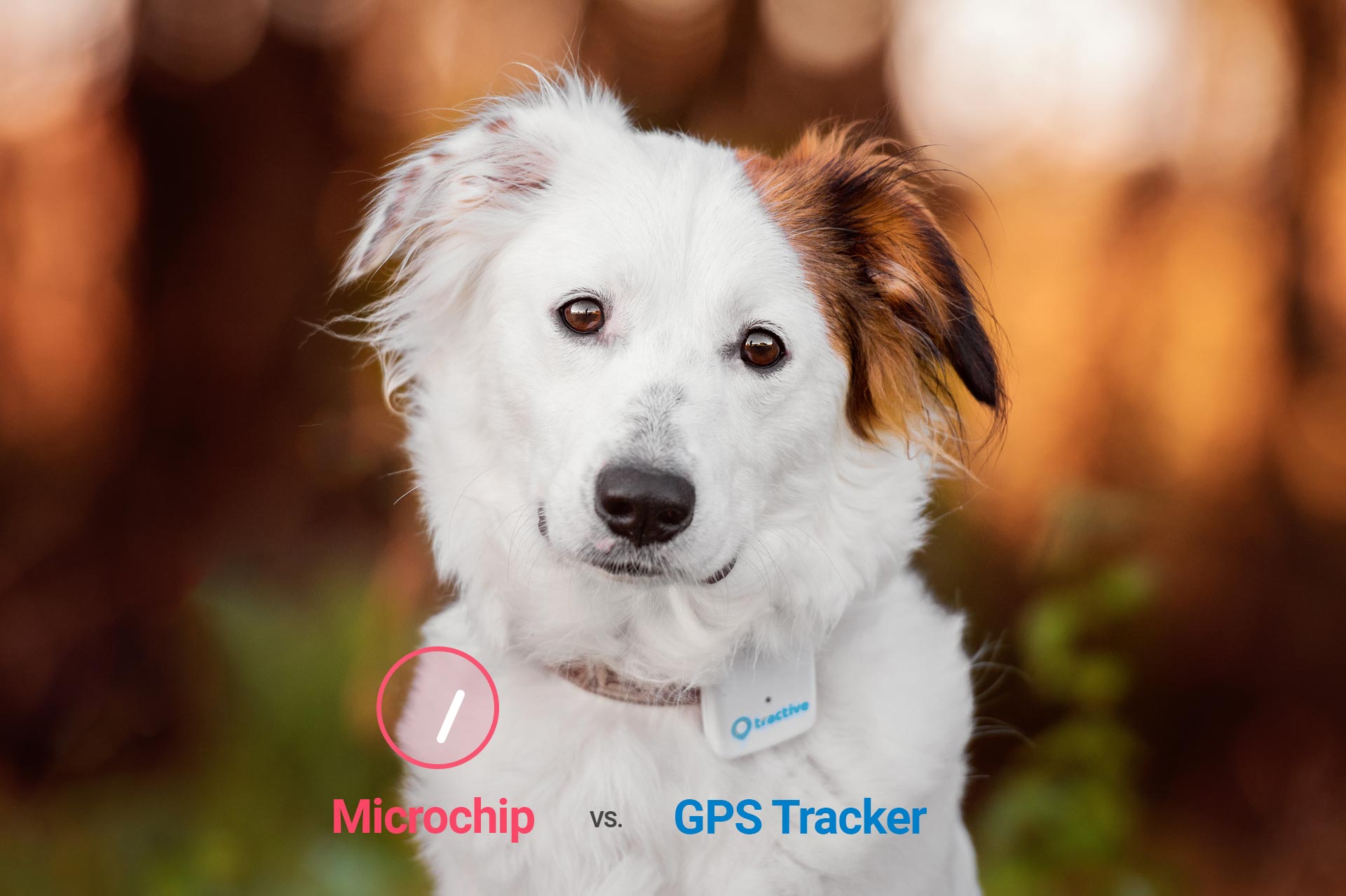 Dog tracking device vs Microchip: See all differences | Tractive