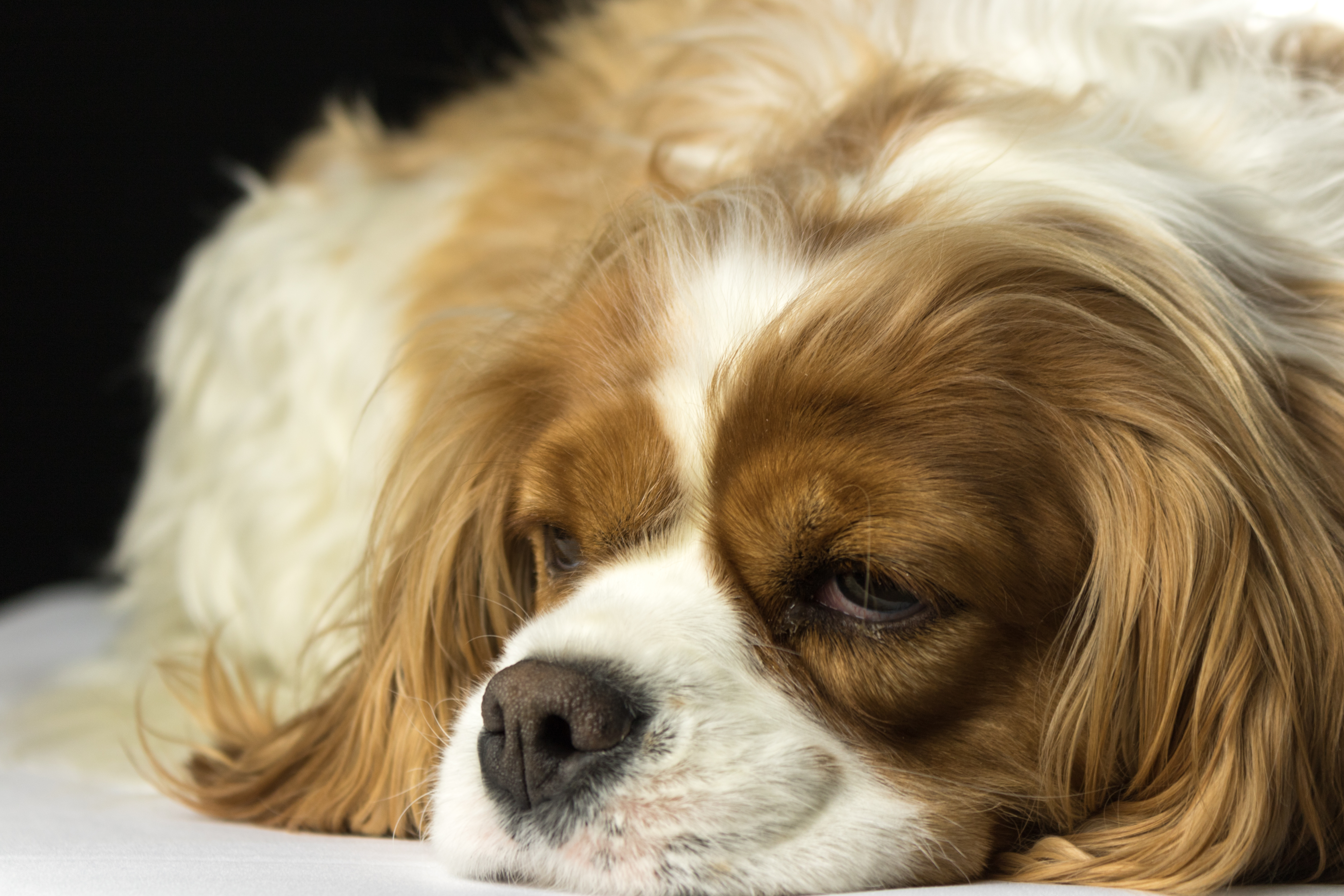 What to Do When a Dog Is Depressed and 5 Warning Signs