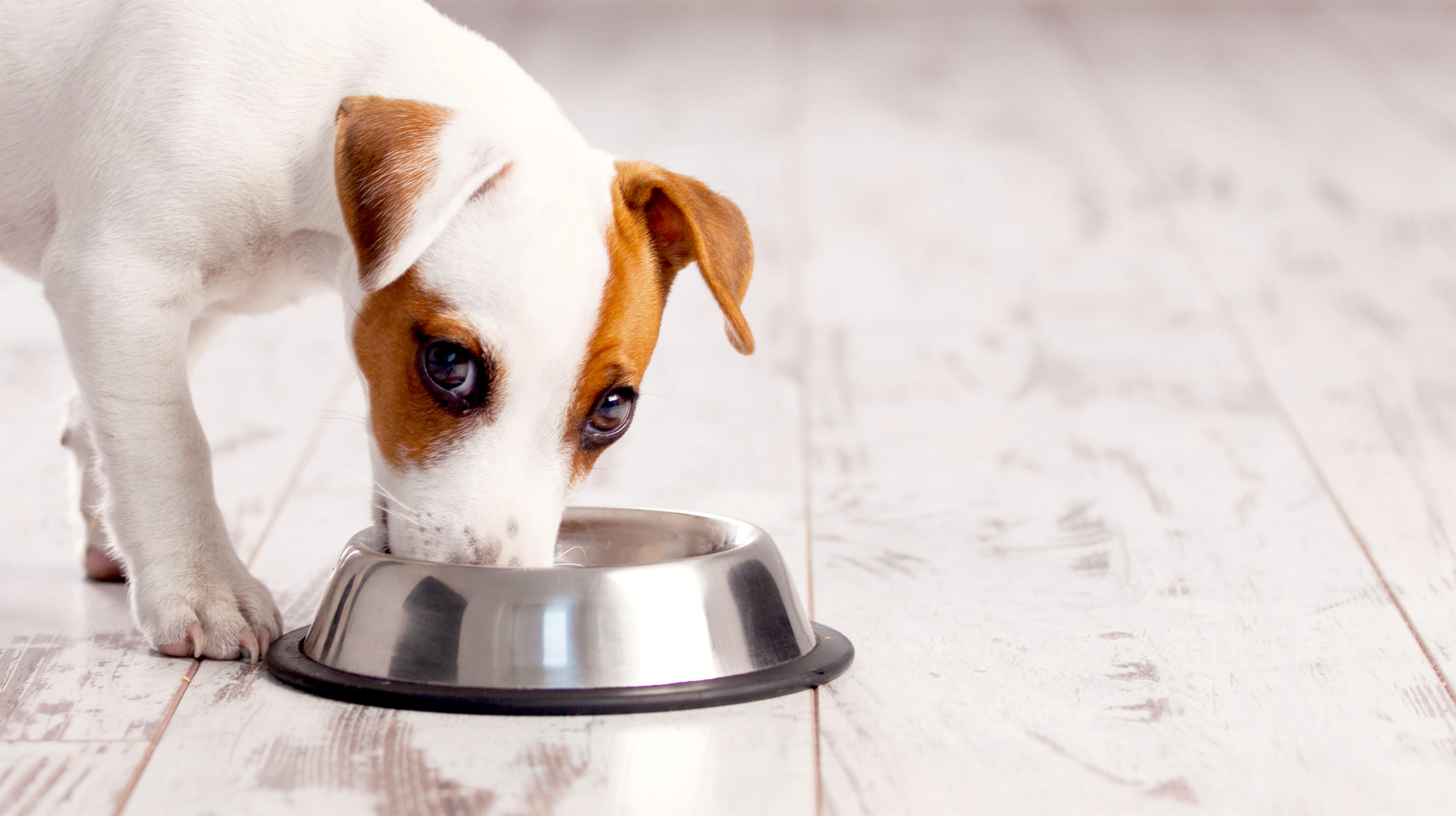 Dog Food Recall 2018: Is Your Brand on This List? - Petful