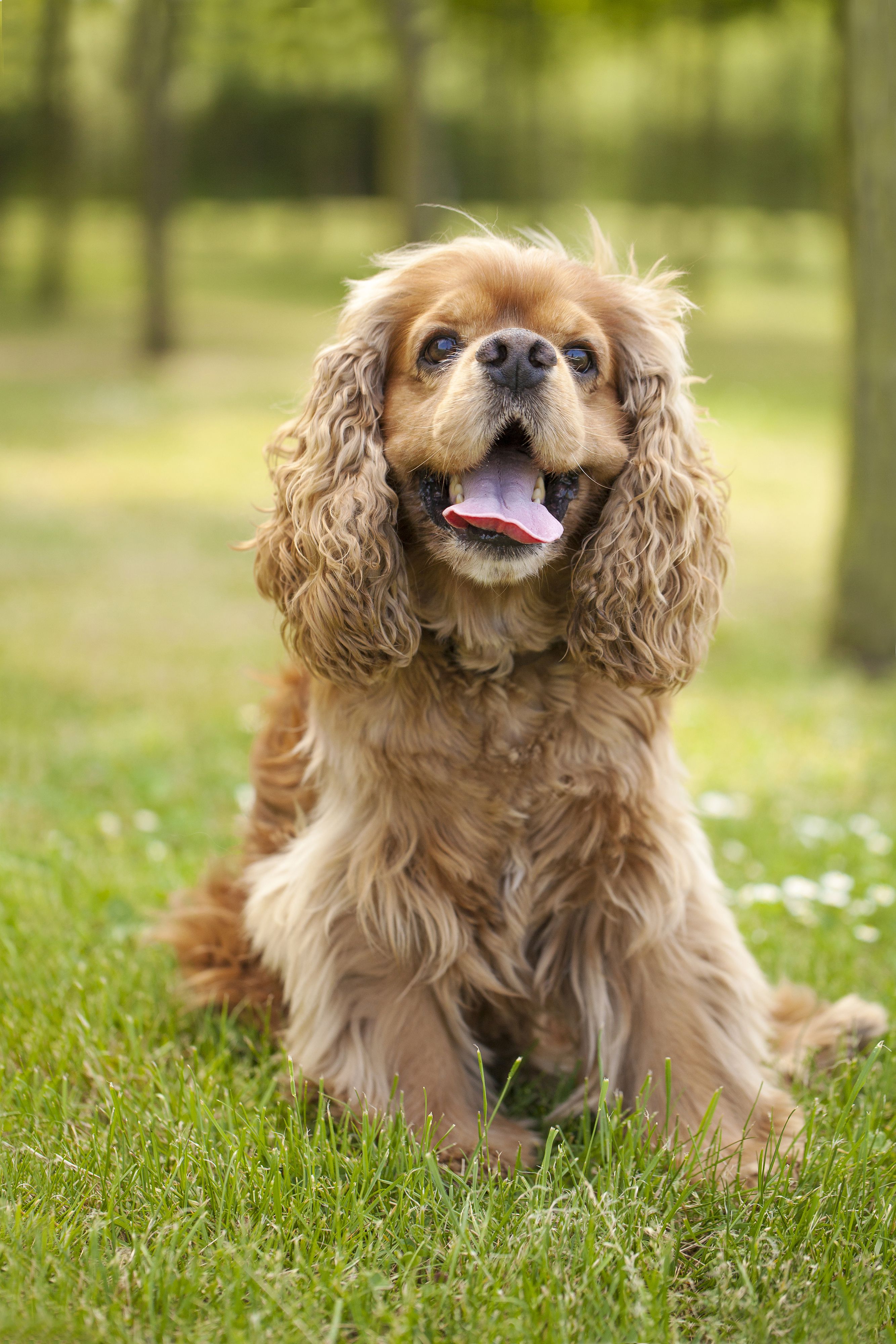 40 Best Medium Sized Dog Breeds - List of Popular Cute Medium Sized ...