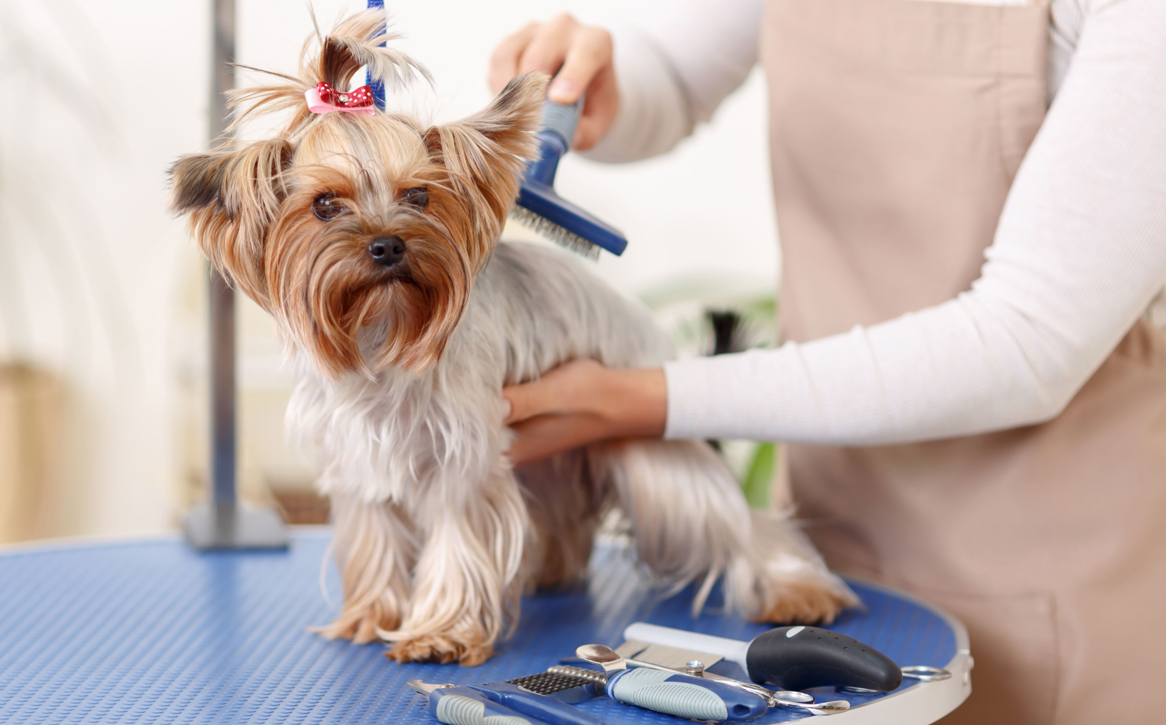 Dog, Pet and Self Service Grooming Services in Mokena, IL