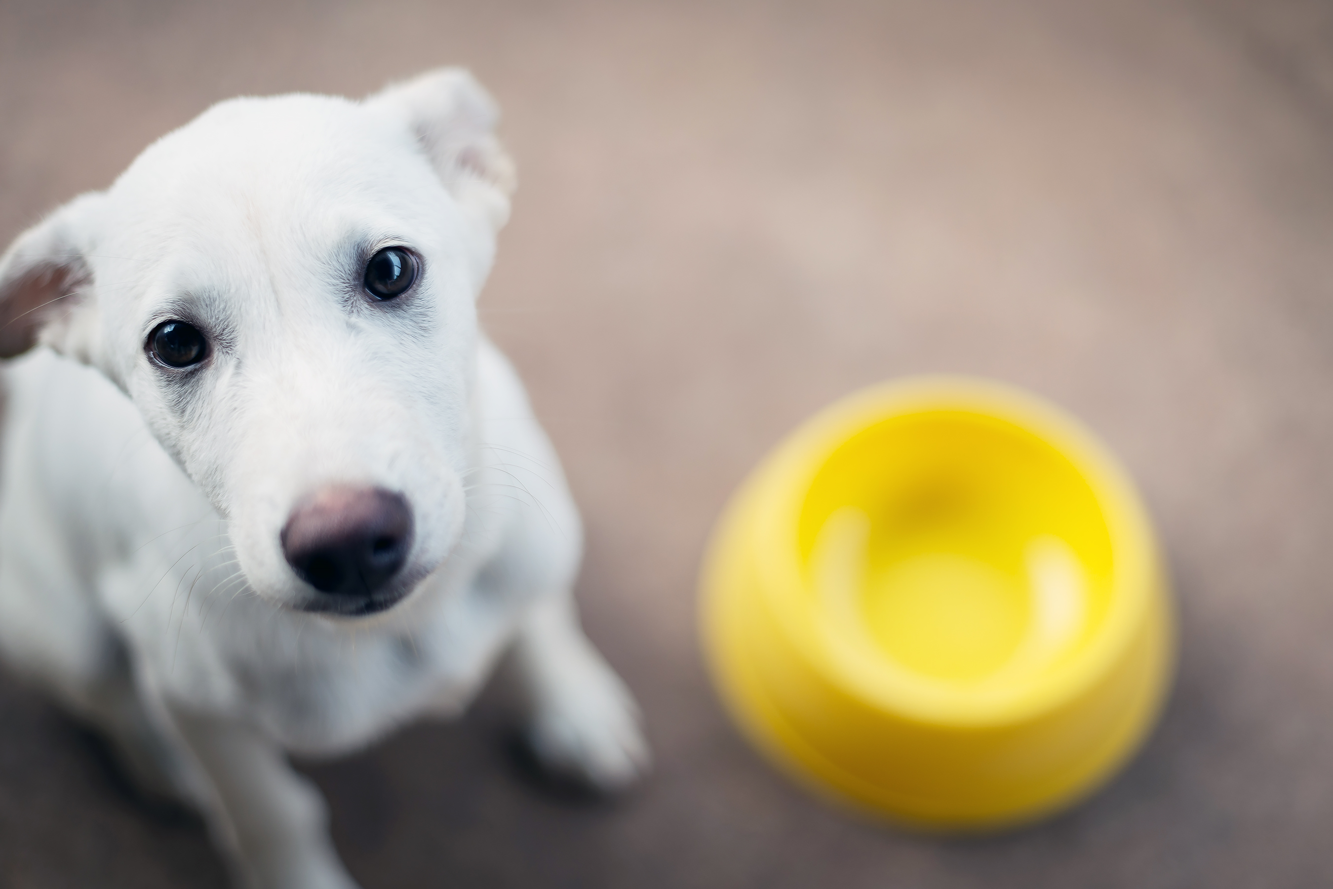 Smuckers Recalls Multiple Dog Food Brands Over Euthanasia Drug ...