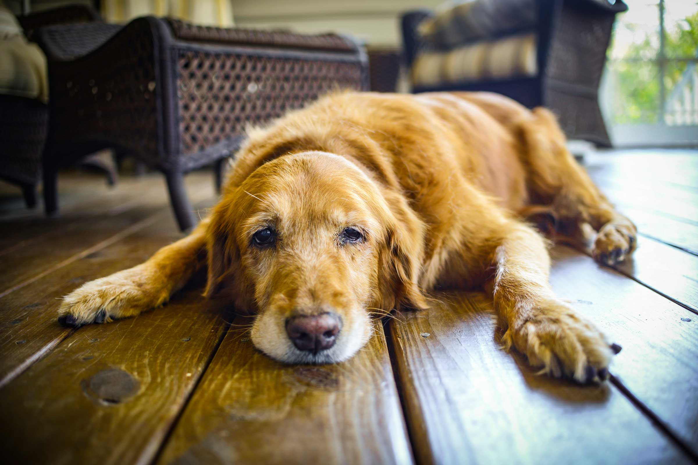 Loss of a Dog: How to Grieve a Pet | Reader's Digest