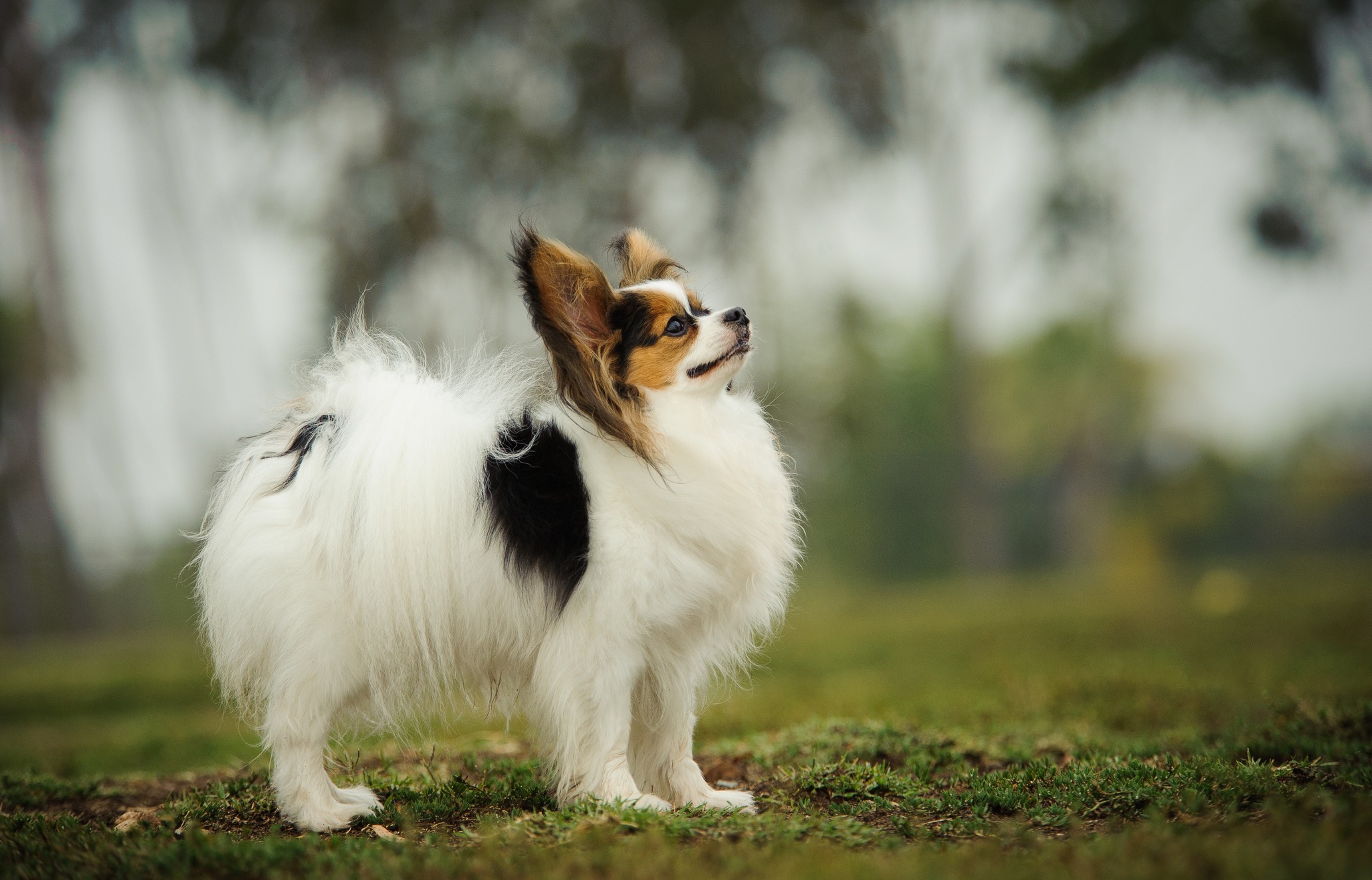 The 10 Smartest Dogs Breeds Are Some of the Most Popular