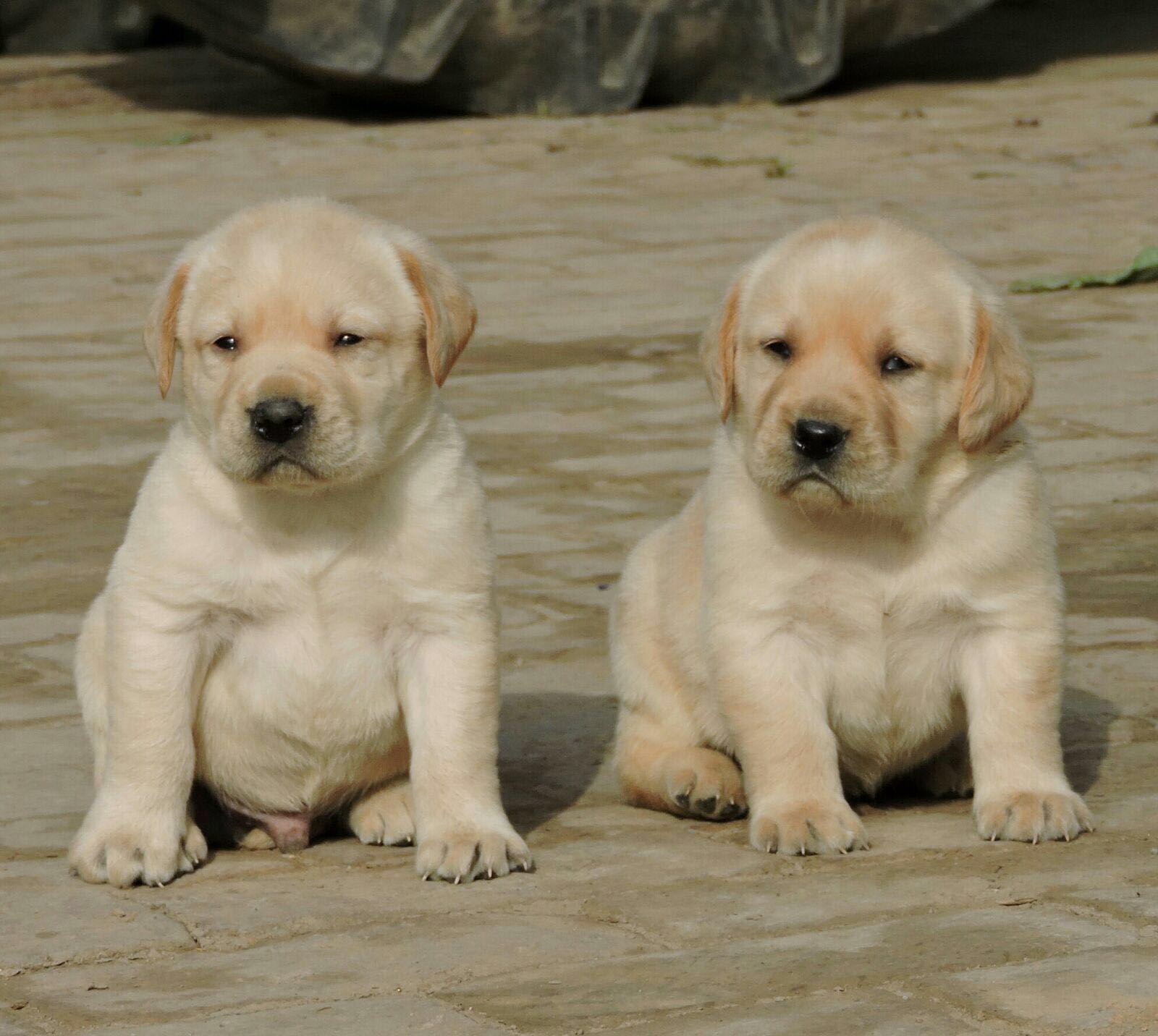 Mr Dog Online pet Shop & Dog Hostel Jaipur | Puppies Sale