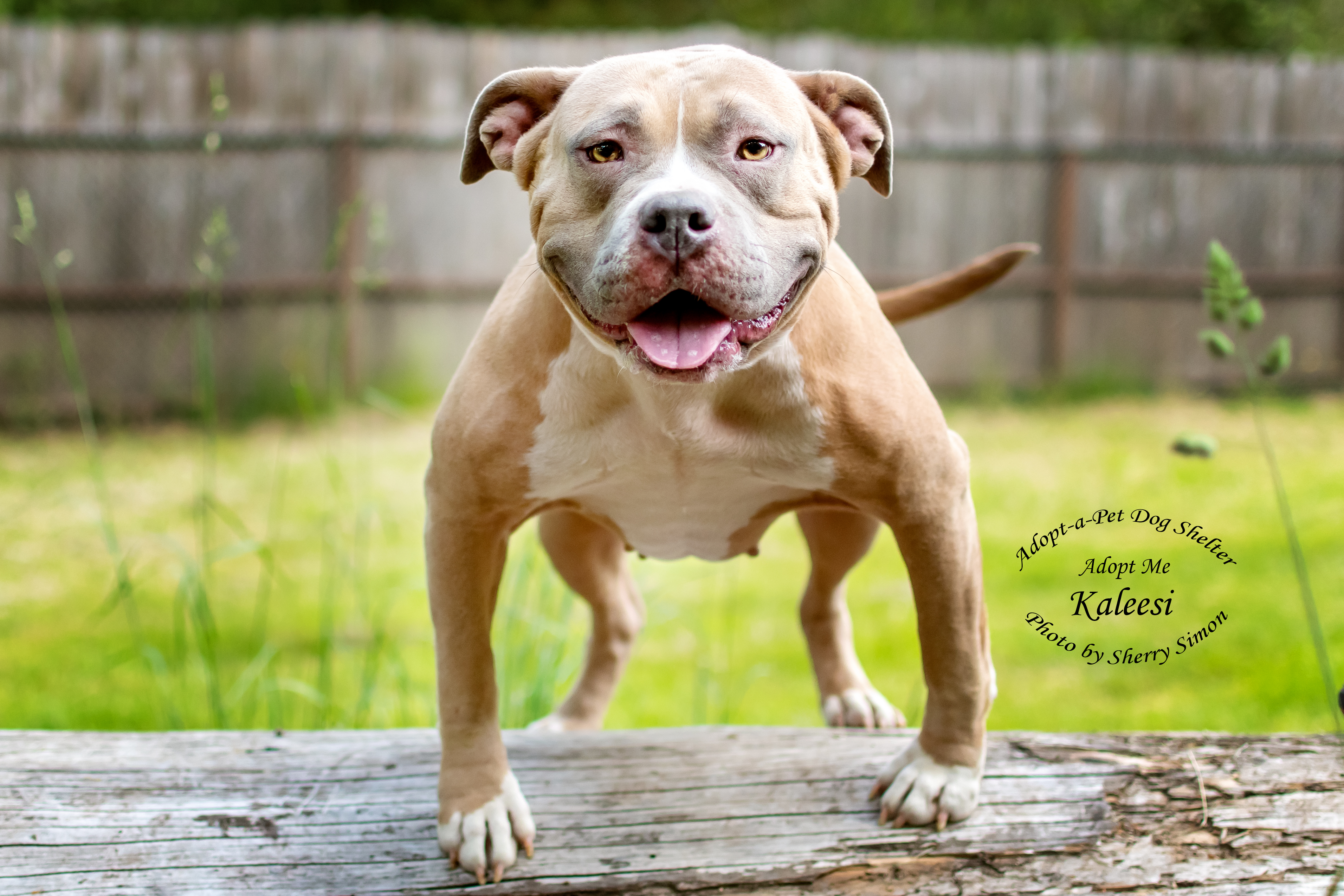 Adopt-A-Pet Dog of the Week: Kaleesi - ThurstonTalk