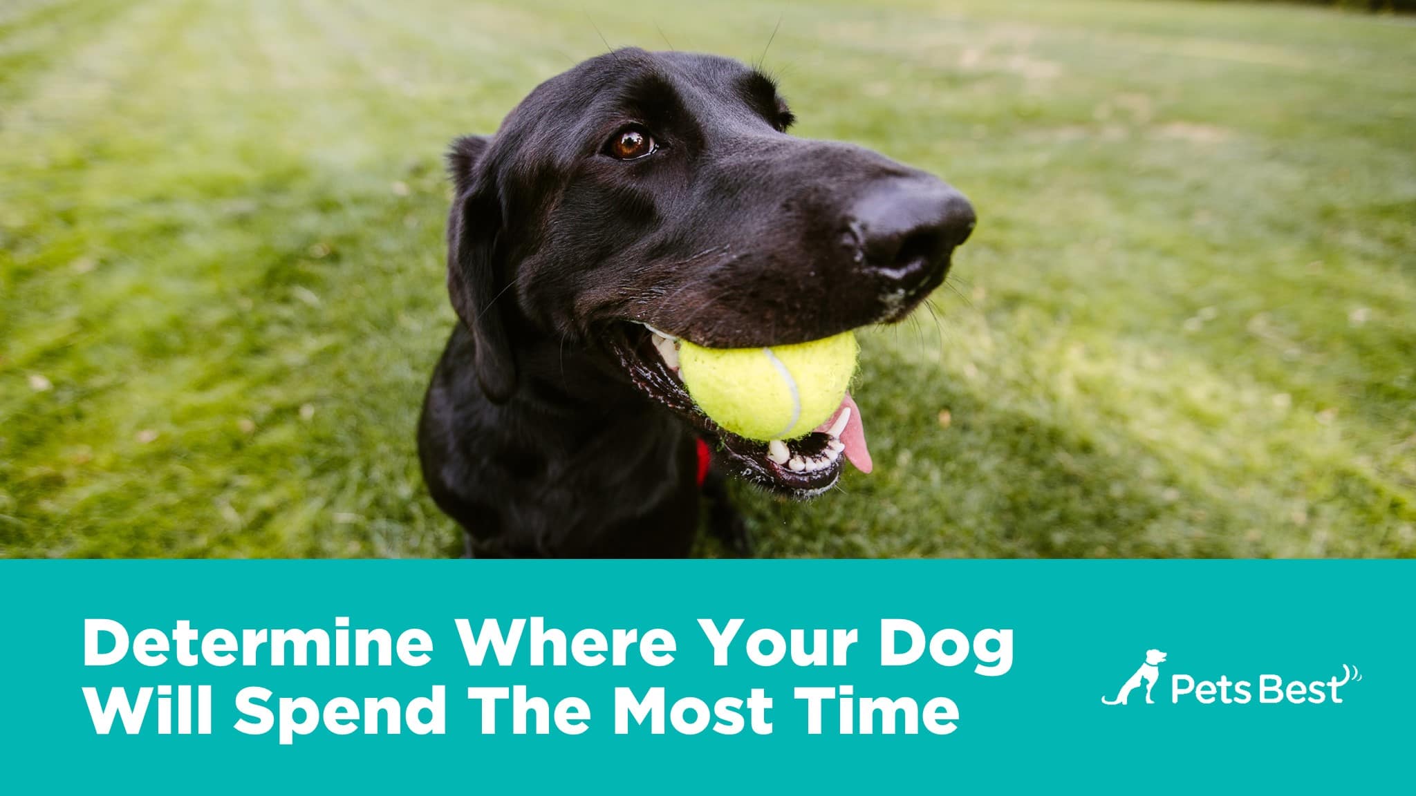New Dog Owner's Guide| Pets Best tips for bringing your new dog home