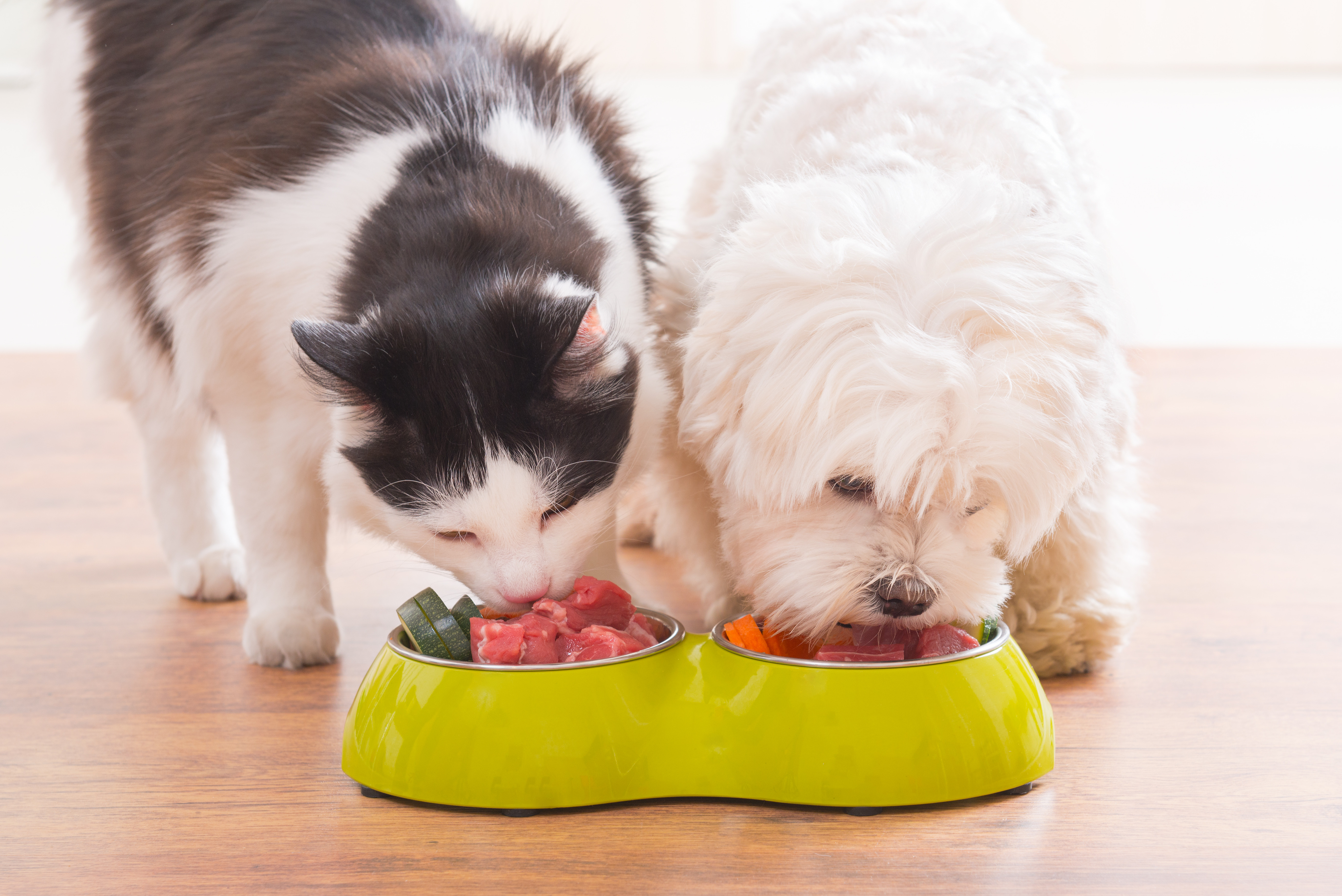 Raw-Meat Pet Diets Can Be Dangerous for Animals and Humans | Time