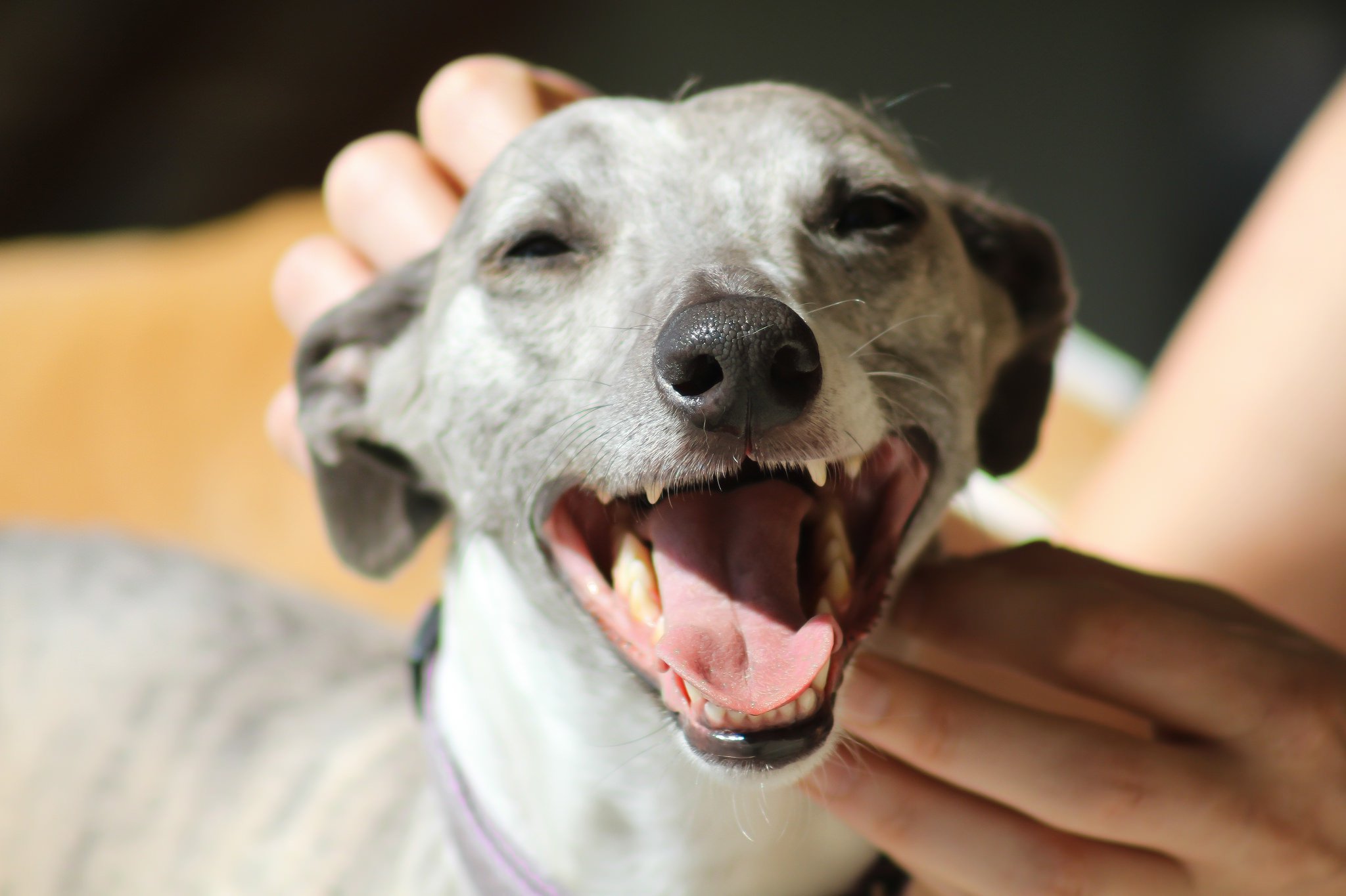 Flea Treatments for Dogs: A Pet Parent's Complete Guide | Rover.com