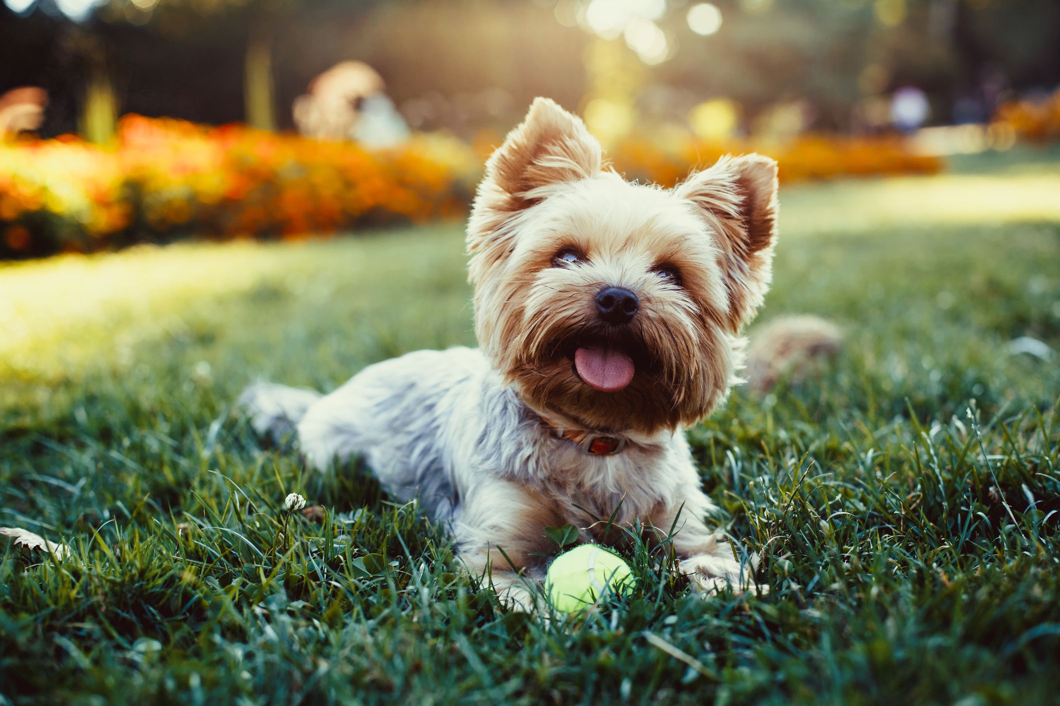 10 great things to do with your dog in 2018 for a healthy, happy pet