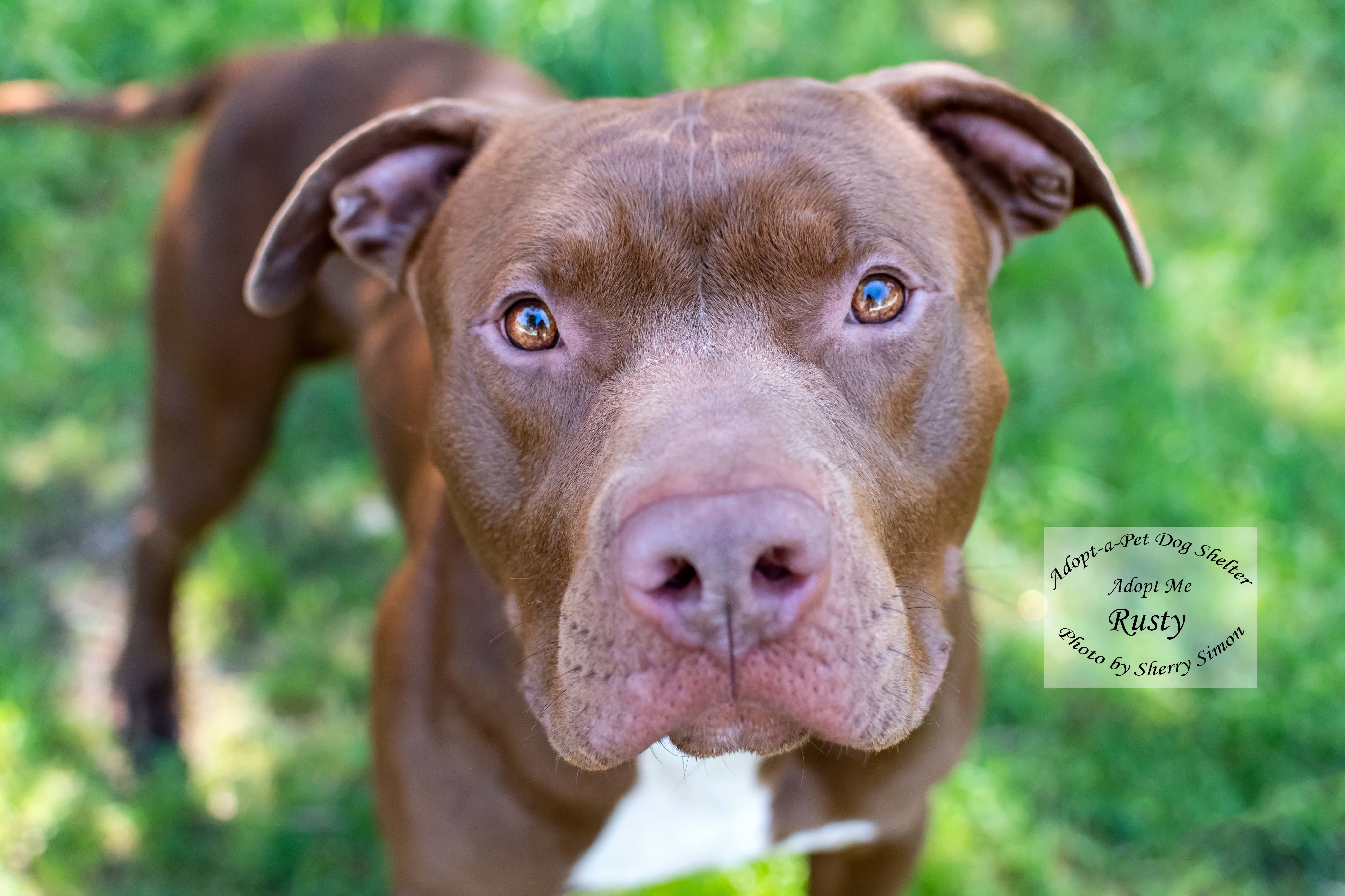 Adopt-A-Pet Dog of the Week: Rusty - GraysHarborTalk