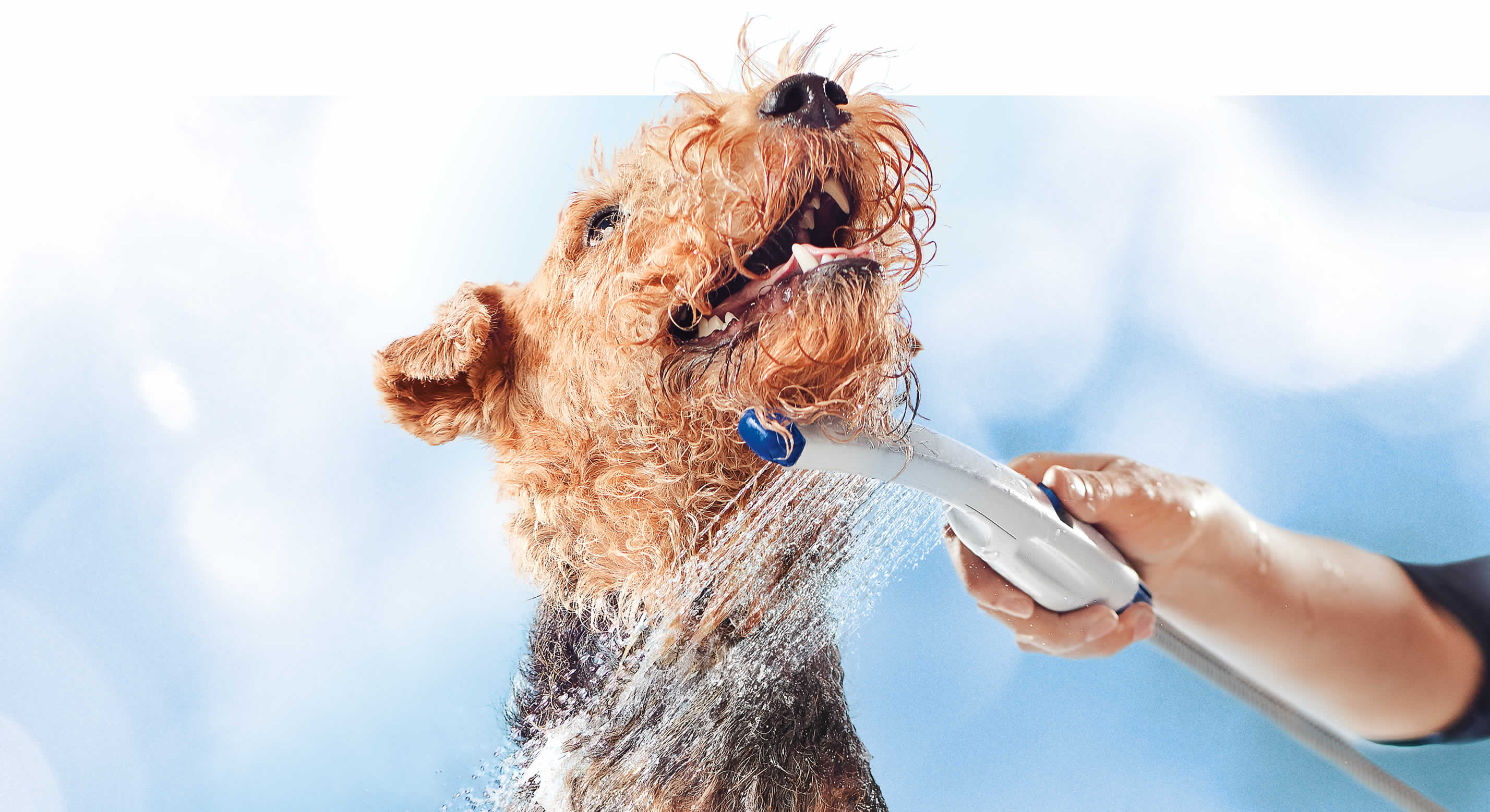Pet Wand Dog Shower - Wash Your Dog At Home | Waterpik