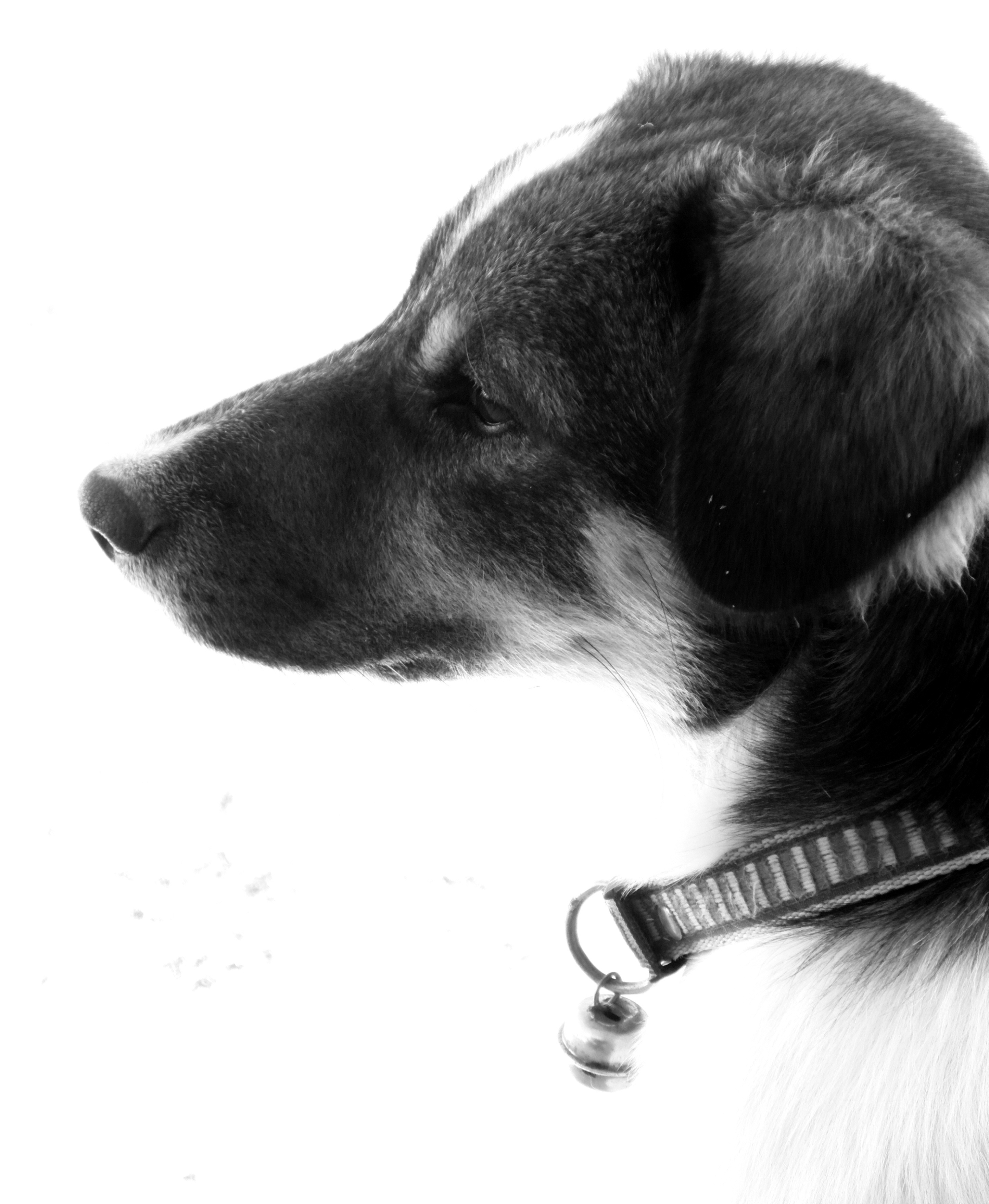 Pet dog black and white photo