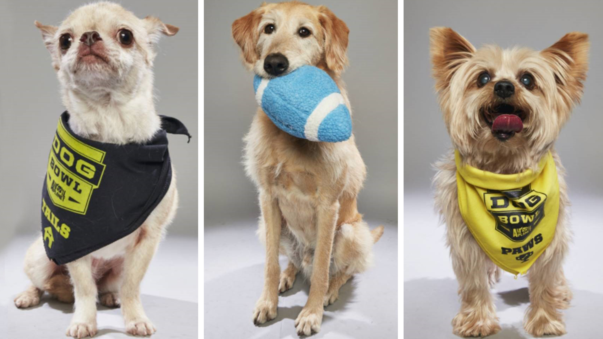 First-ever 'Dog Bowl' is furry Super Bowl for older pooches