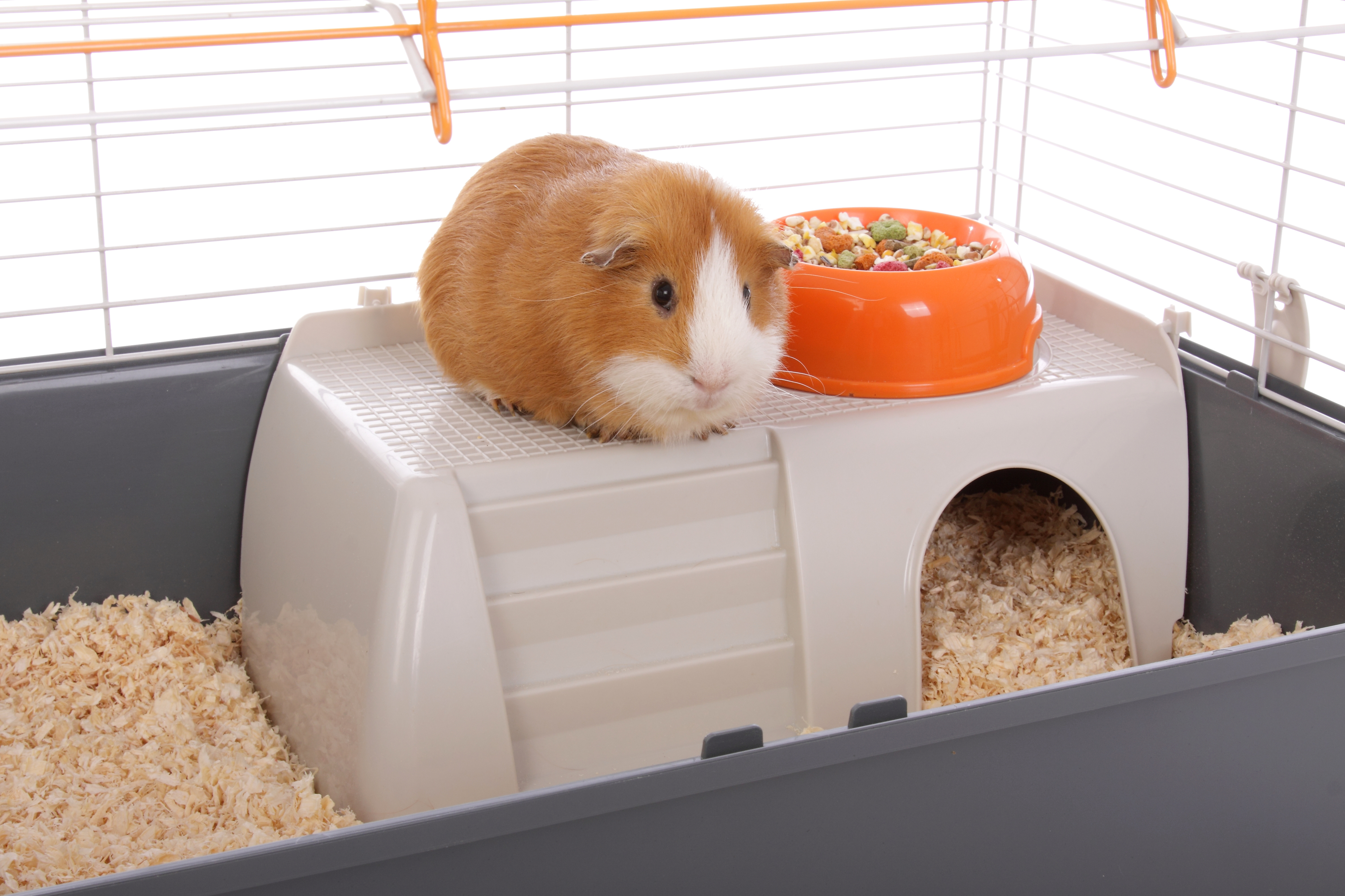 Why Guinea Pigs and Rabbits Are Not Starter Pets