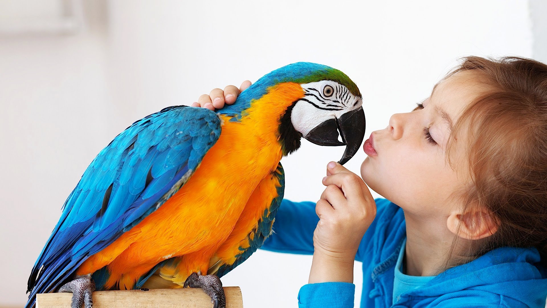 Best Birds for a Beginner | Pet Bird - YouTube
