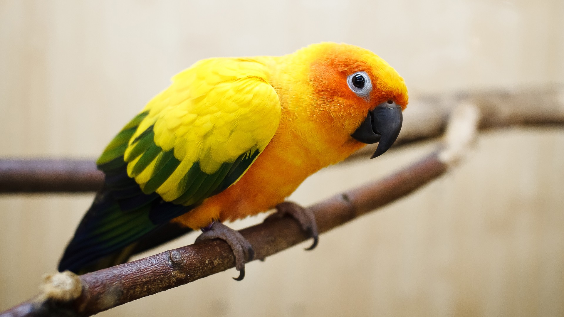 Best Pets for College Students Parrot - Hope Elephants