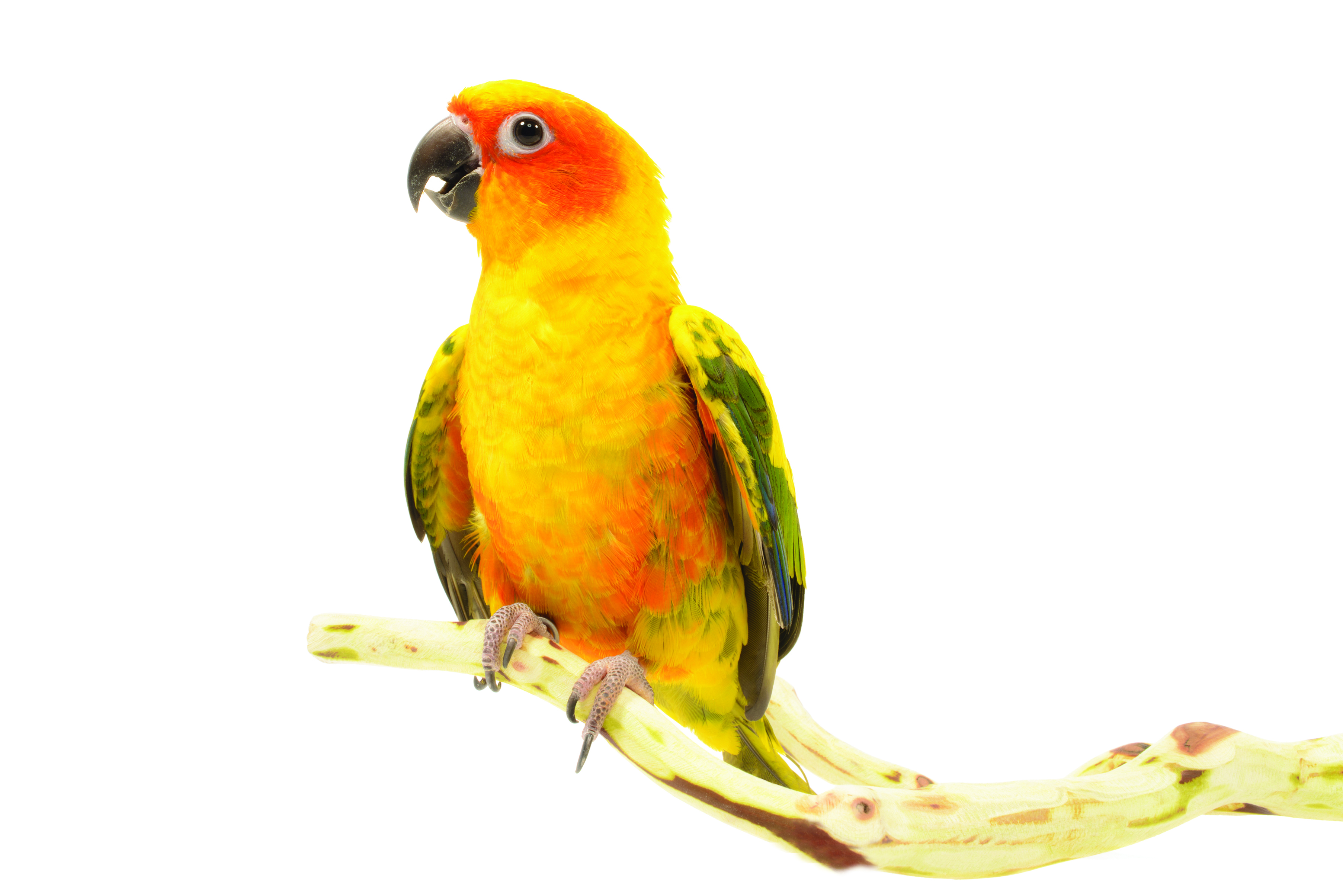Pet Parrot Care | Natural Awakenings Central Ohio
