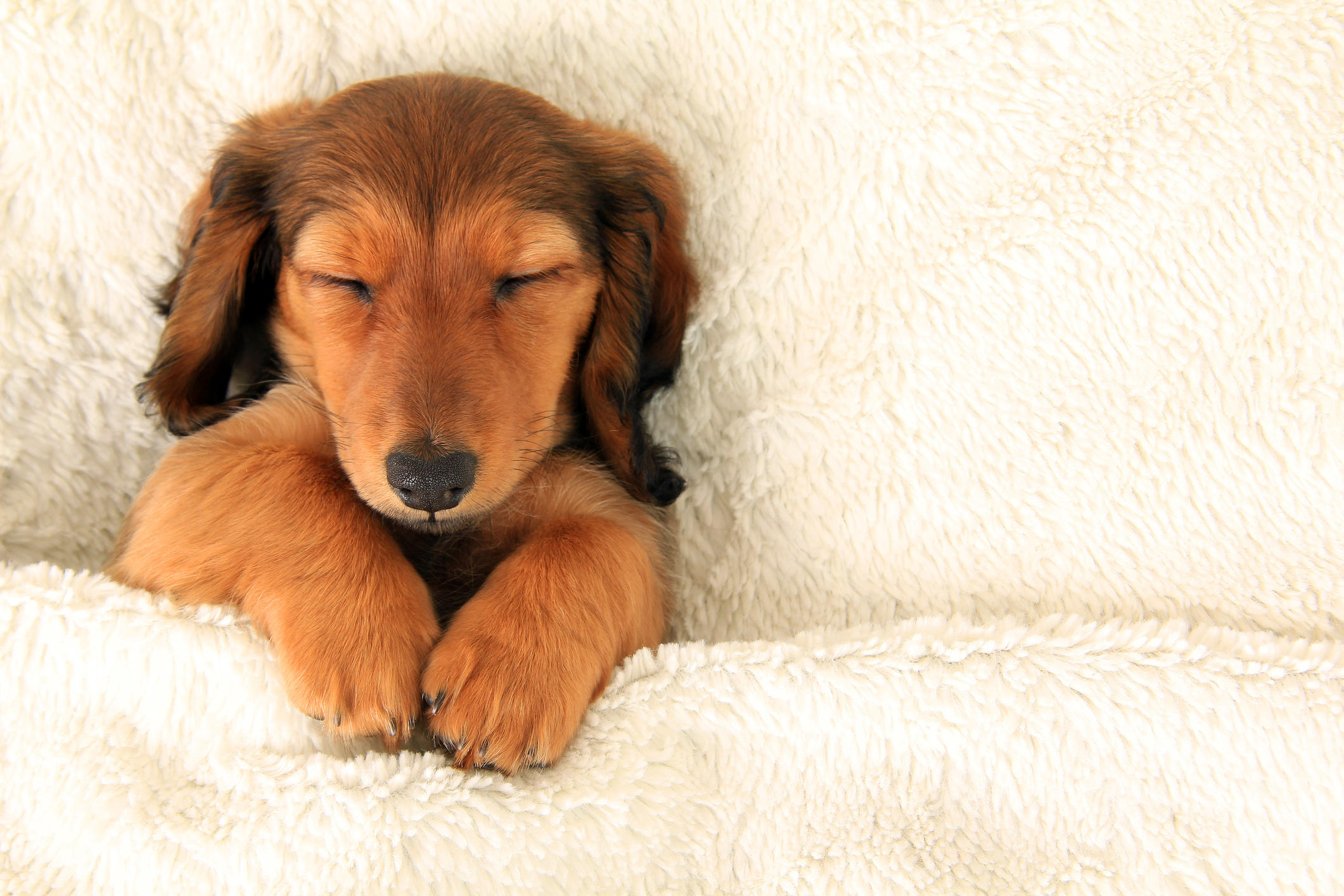 Want to Sleep Better Tonight? Study Says Bring Your Dog into Your ...