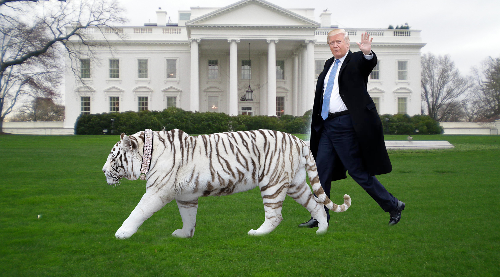 Trump Announces Presidential Pet: Infertile White Tiger Named ...