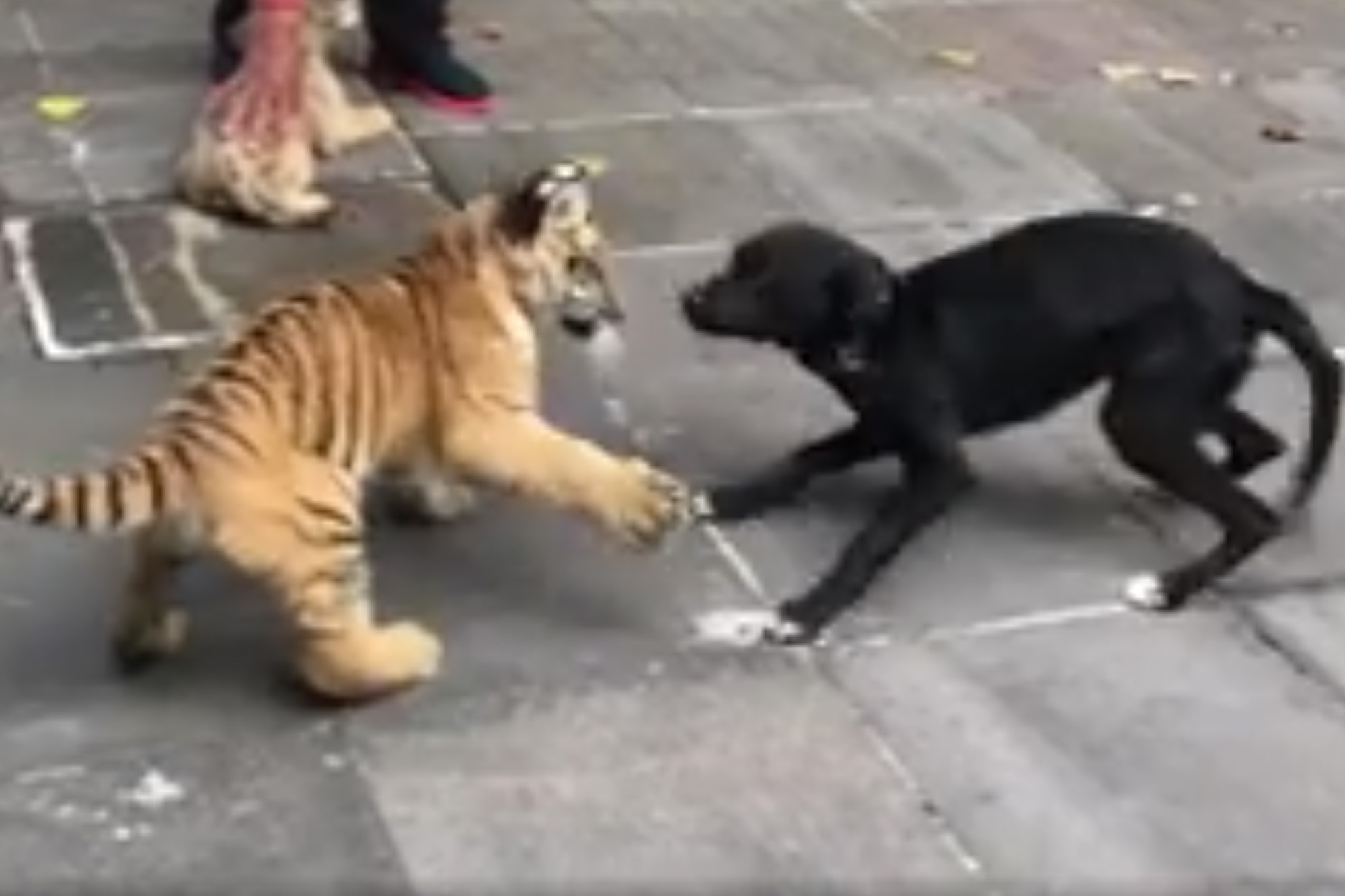 What Transpires at a Tiger Cub and Rescue Dog Playdate | PEOPLE.com