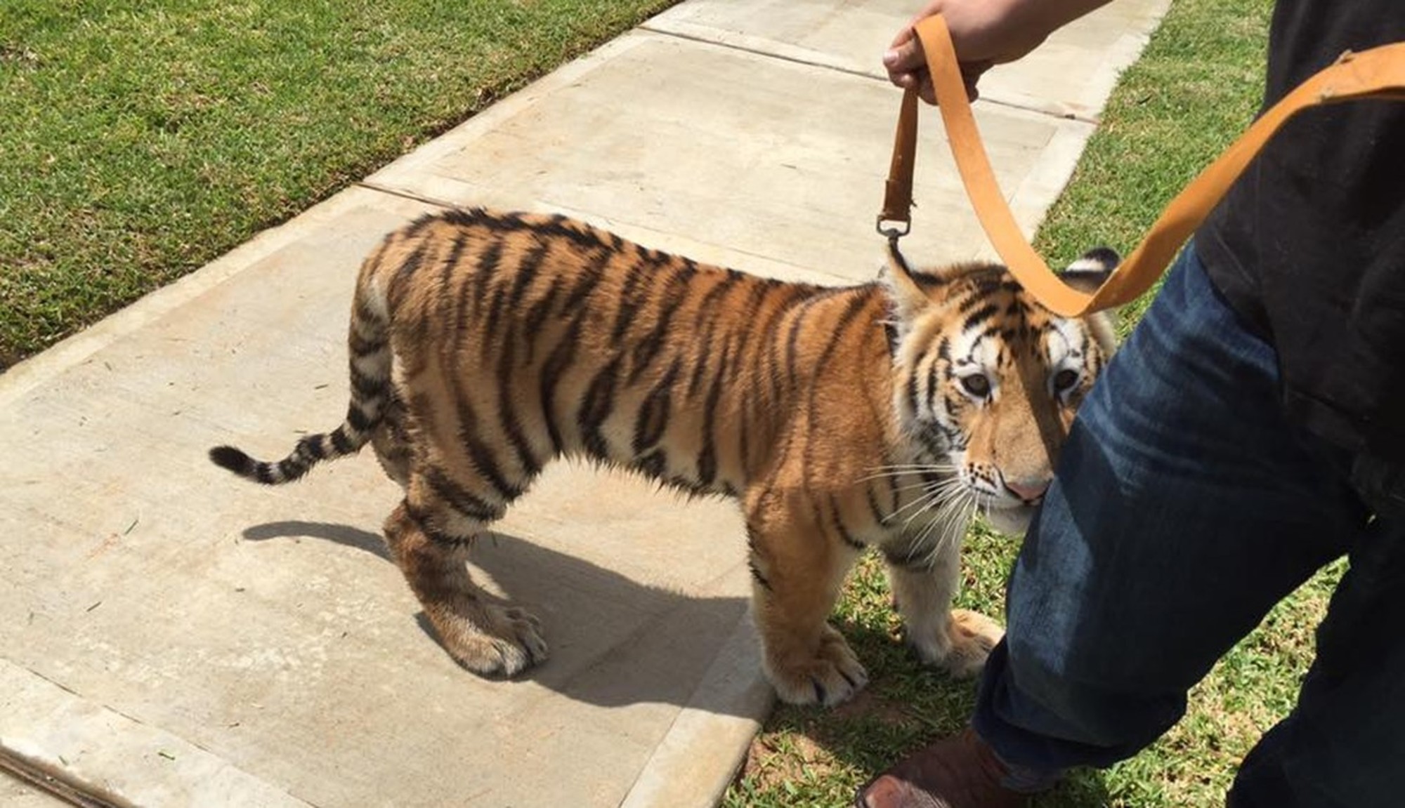Tiger Cub On A Leash Found Wandering The Streets Of Texas | Tiger ...
