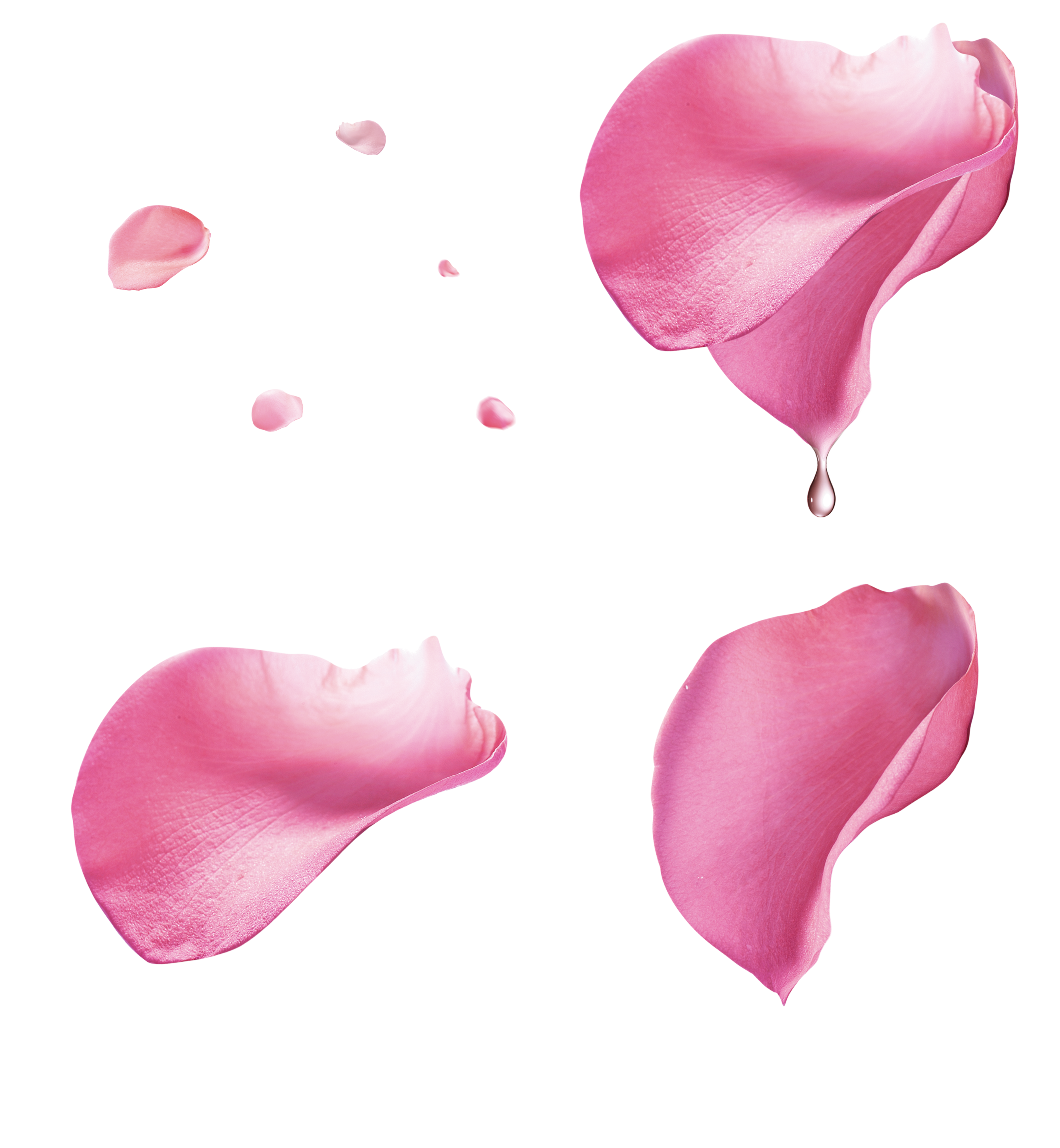 Rose Petal - Pink rose petal floating material 2650*2871 transprent ...