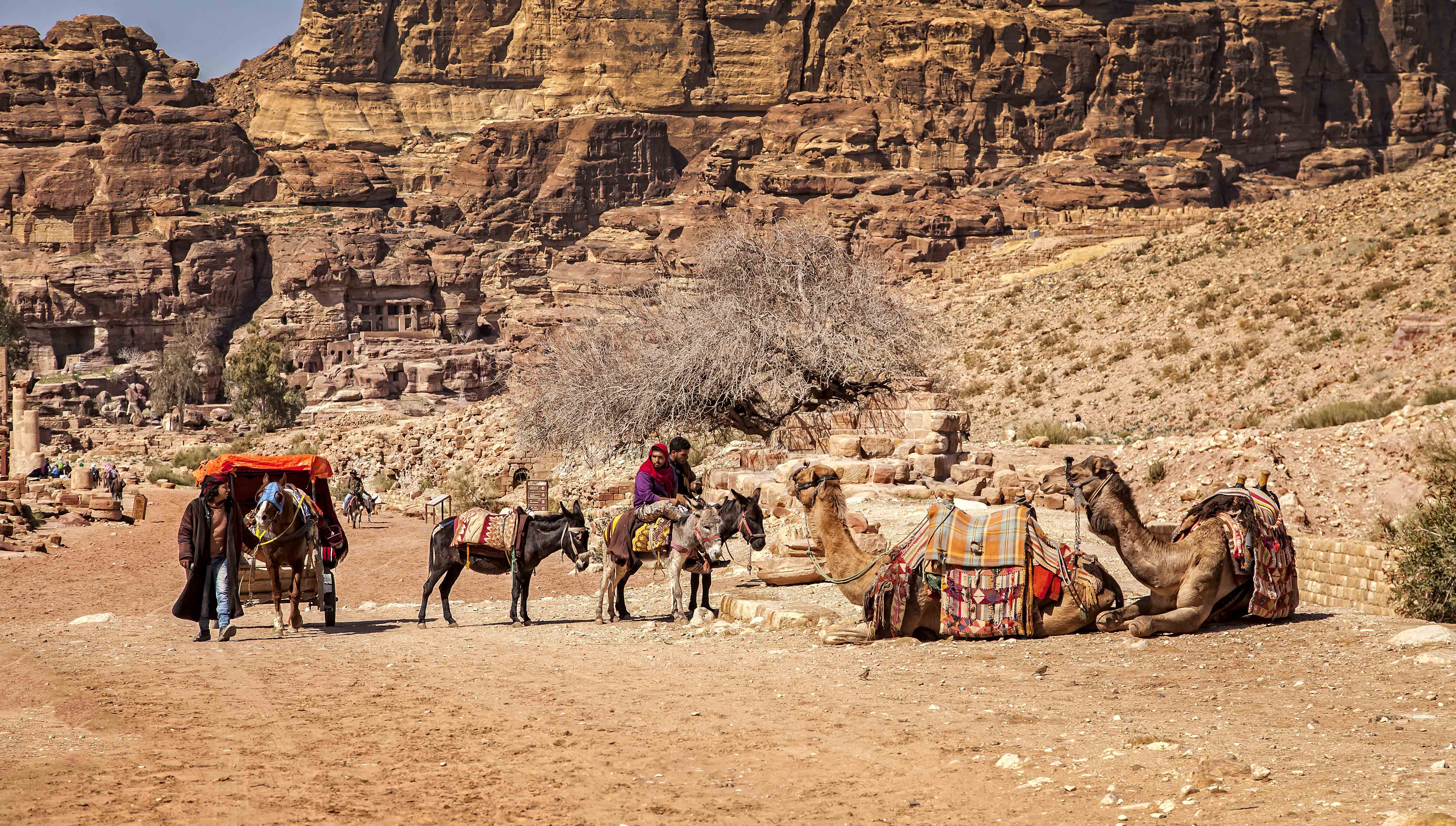 Petra camel 3 photo