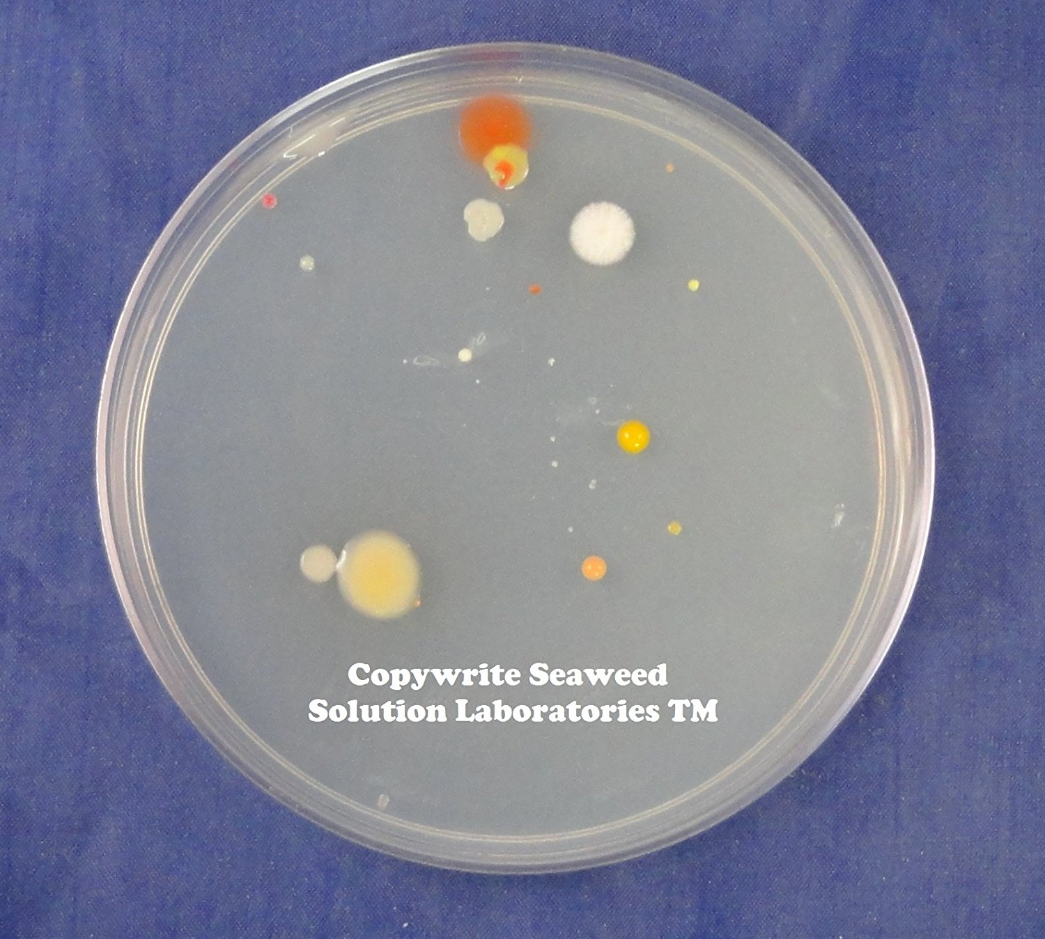 Petri plates photo