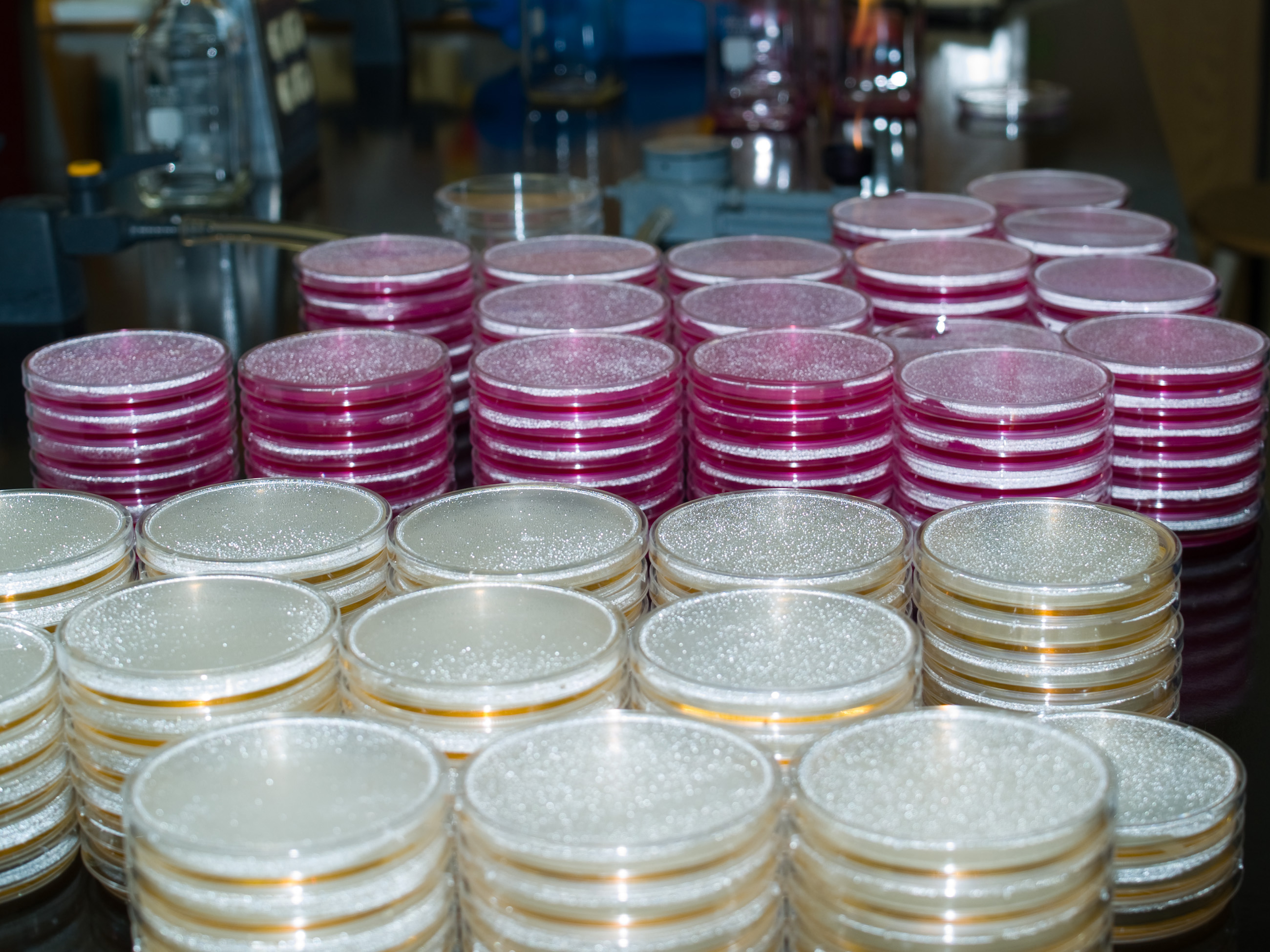 Petri plates photo