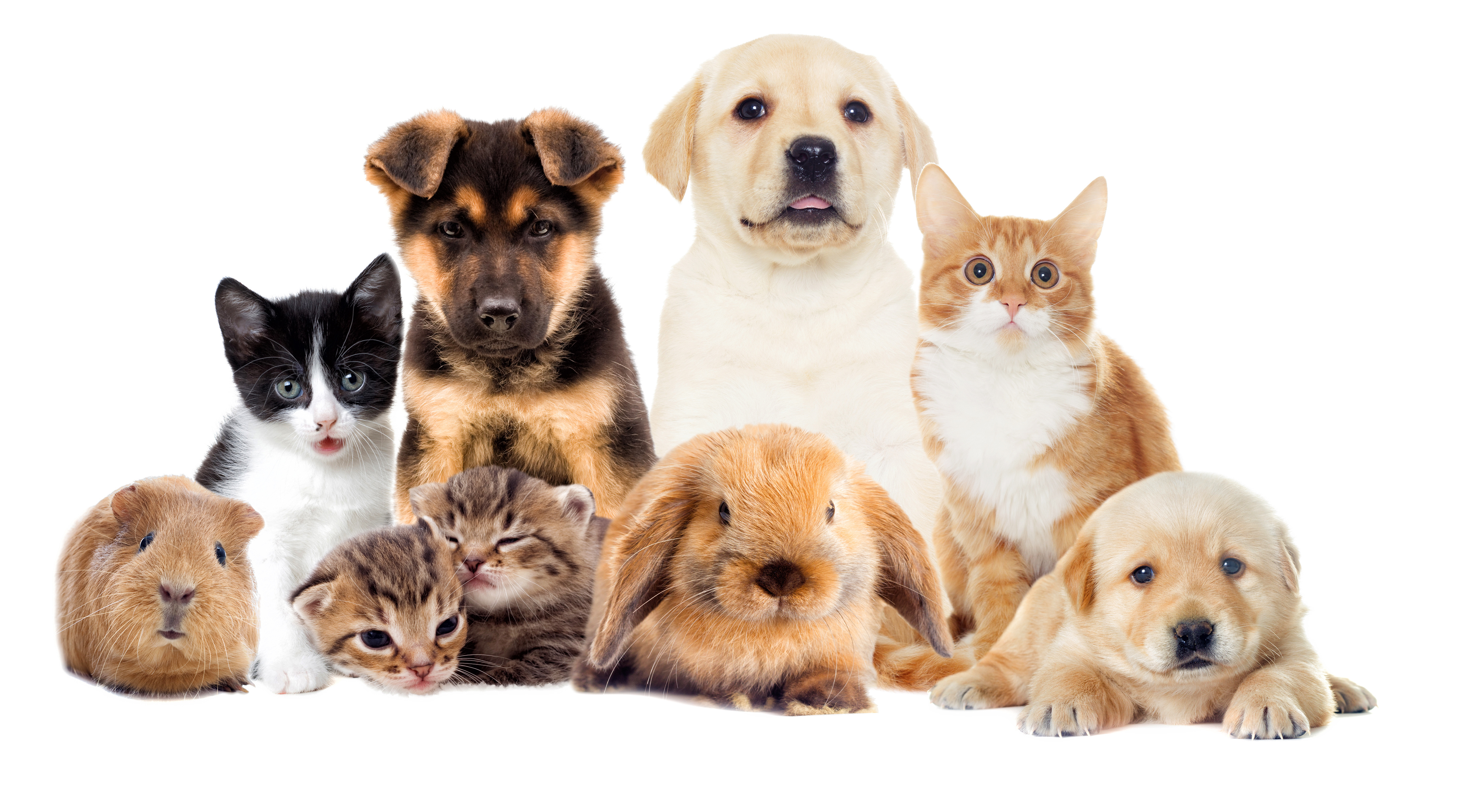 Методы улучшения пород кошек собак в клубах. Домашние животные. Кошки и собаки. Много домашних животных. Домашние животные вместе.