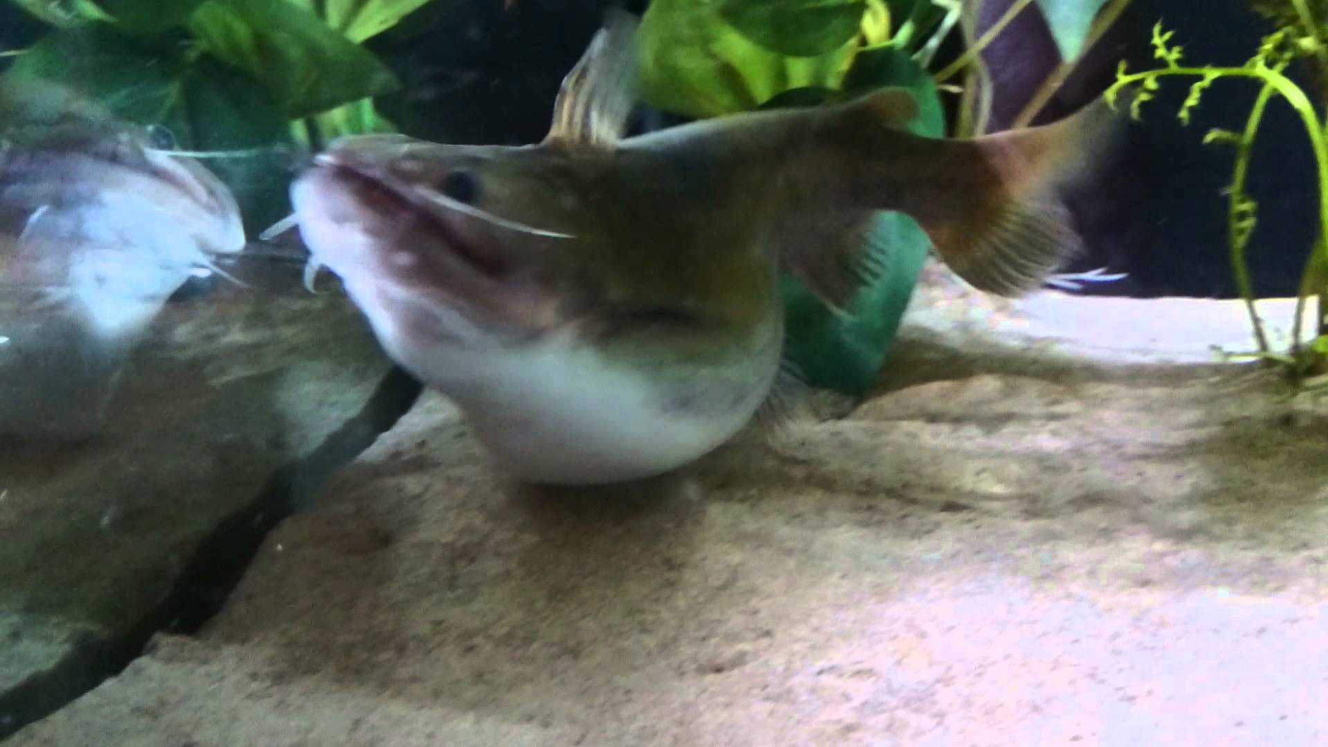 My gulper catfish eating. Please read description. - YouTube
