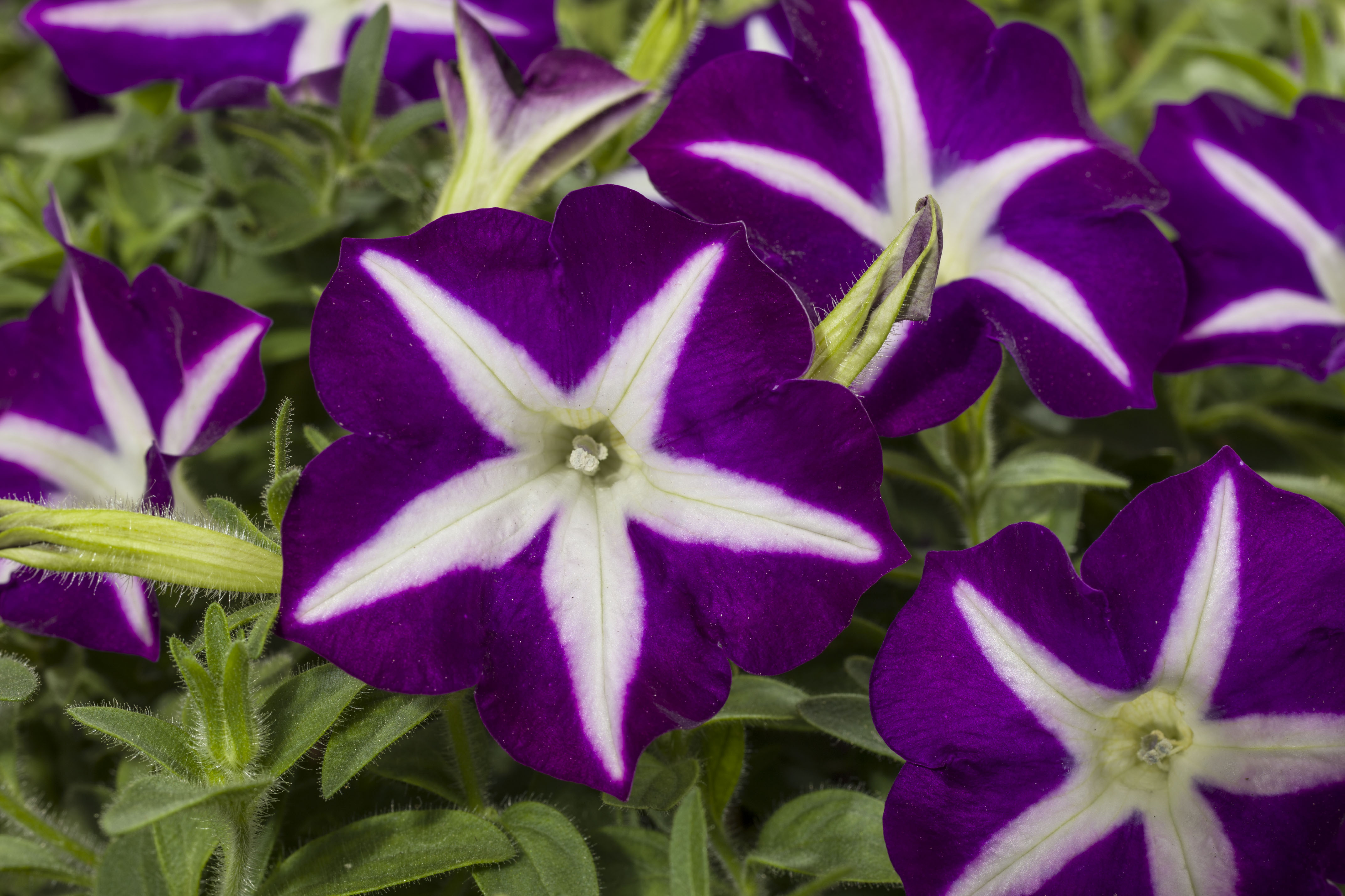 Petunia Blanket® – Green Fuse Botanicals Inc.