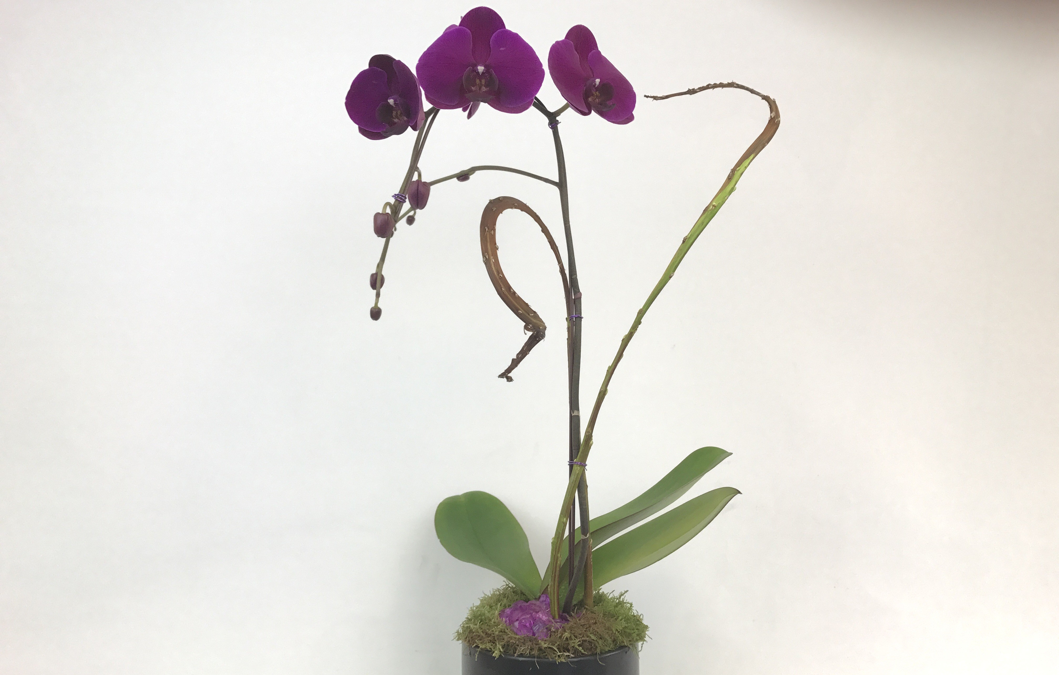 Color Phalaenopsis Orchid Plant in Seattle, WA | Fiori Floral Design