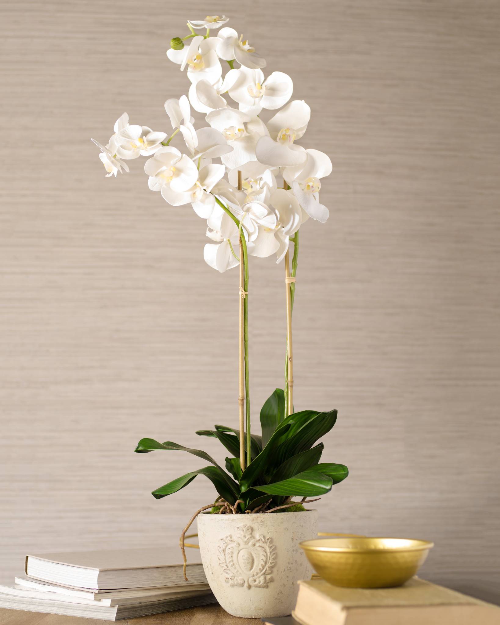 Chateau Phalaenopsis Orchid Potted Plant | Balsam Hill