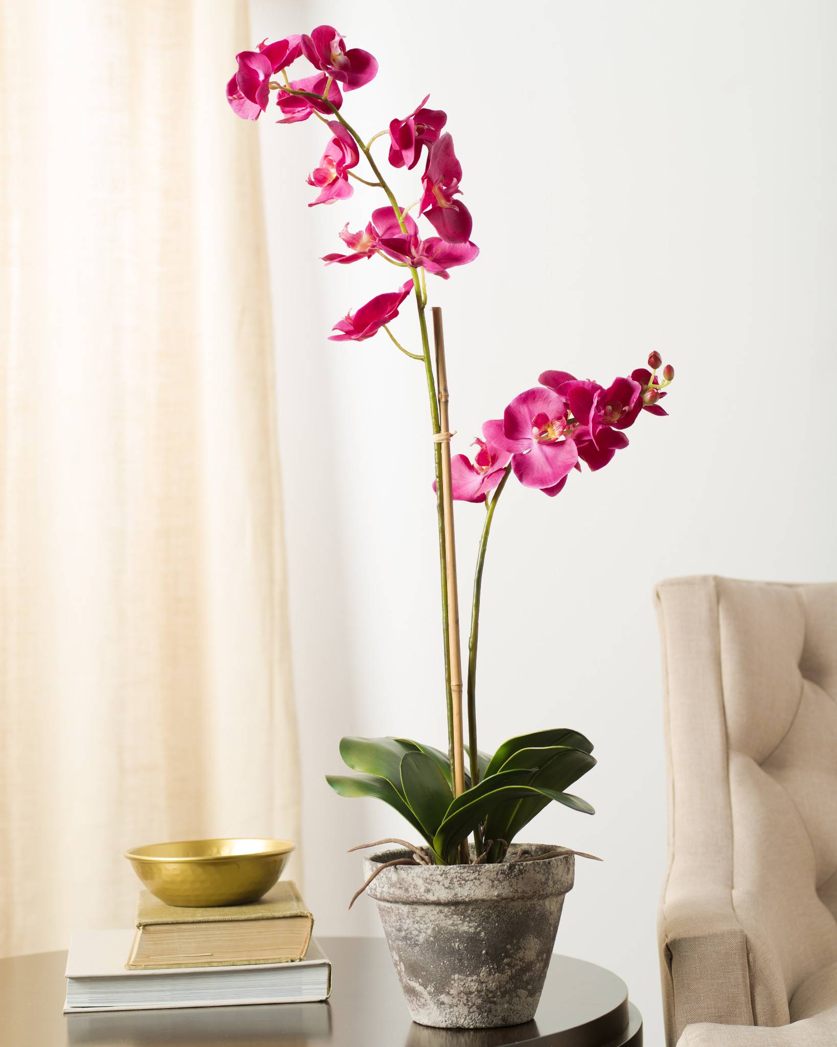 Phalaenopsis Orchid Potted Plant | Balsam Hill