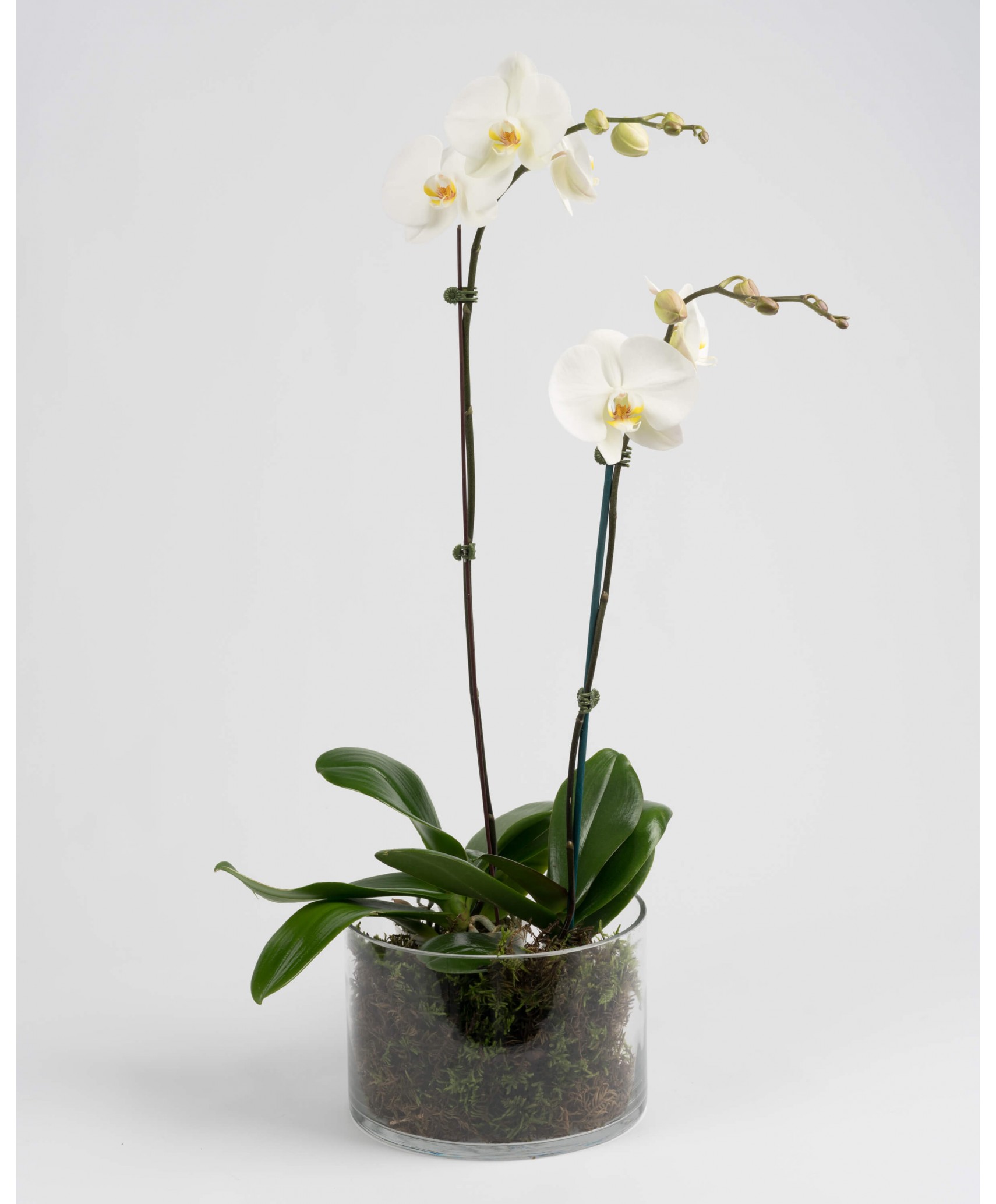 Phalaenopsis Orchid - PLANTS - SHOP