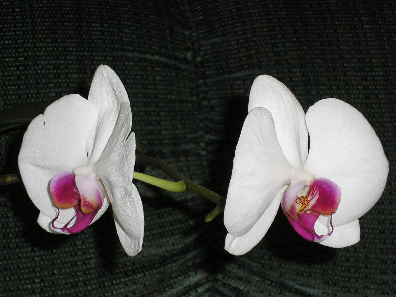 Phalaenopsis Orchid, Black, Bspo06, Color, Flowers, HQ Photo