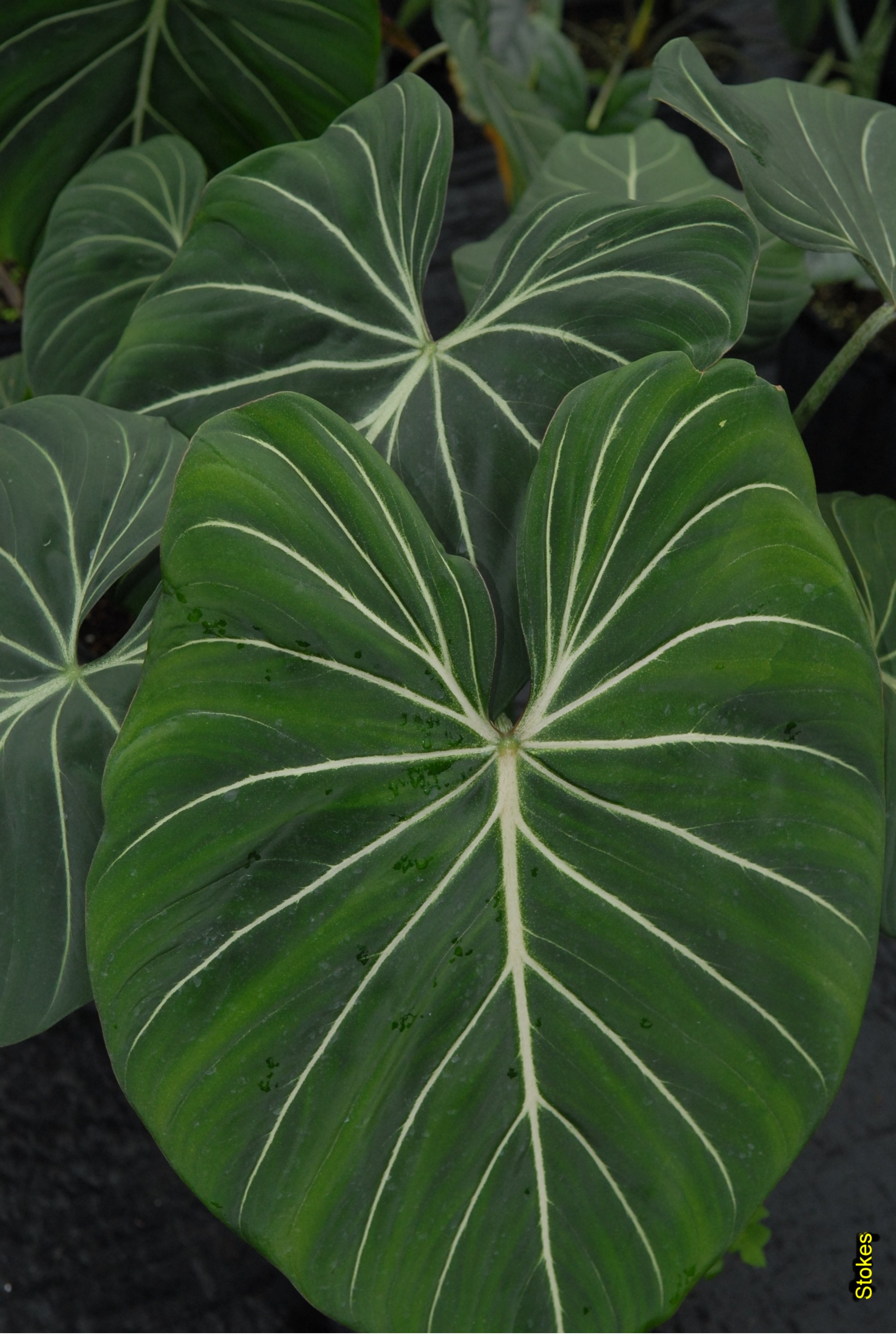 Online Plant Guide - Philodendron 'Gloriosum' / Gloriosum Philodendron