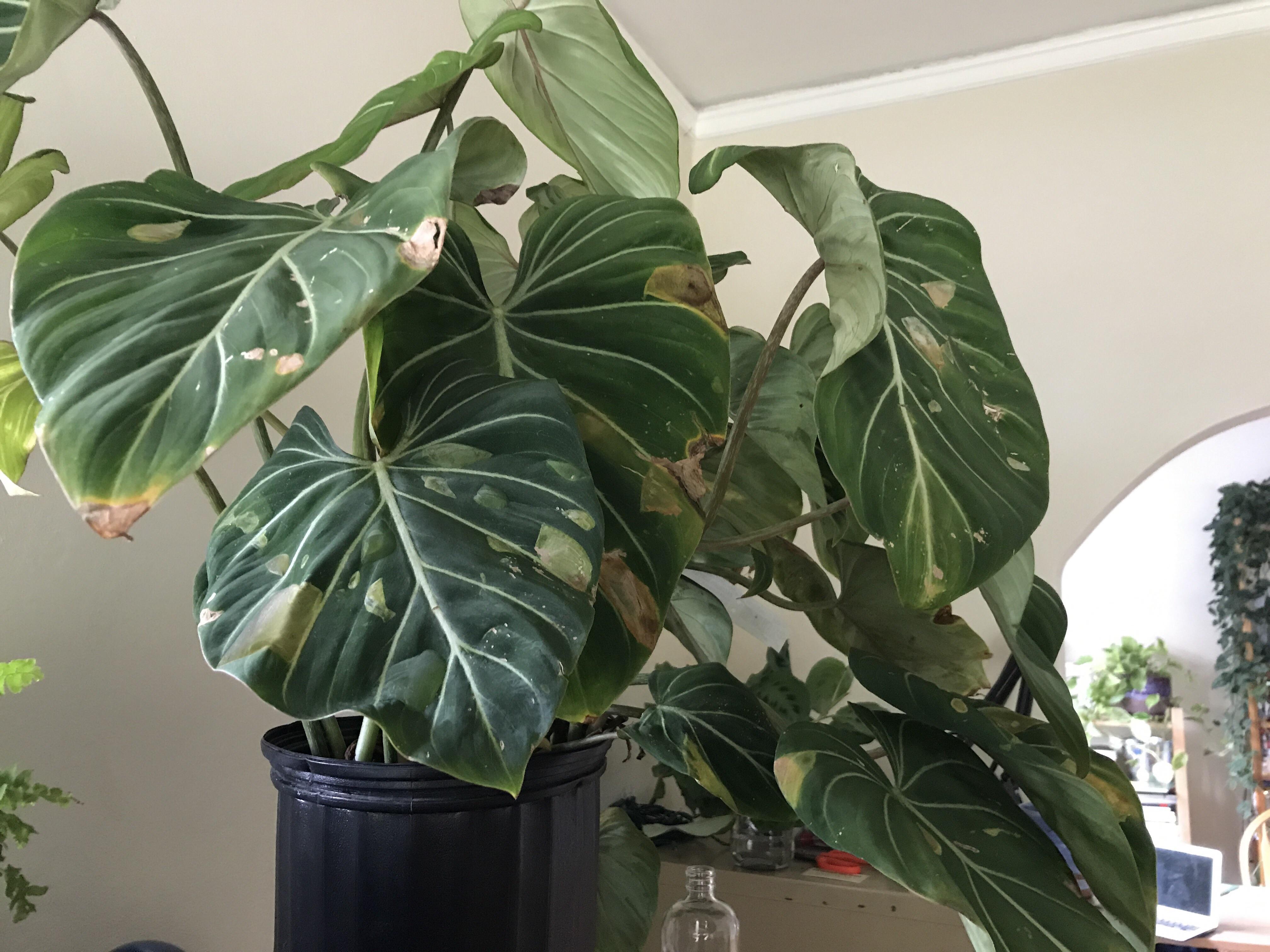 Hey all! I just saved a Philodendron Gloriosum from a nearby nursery ...