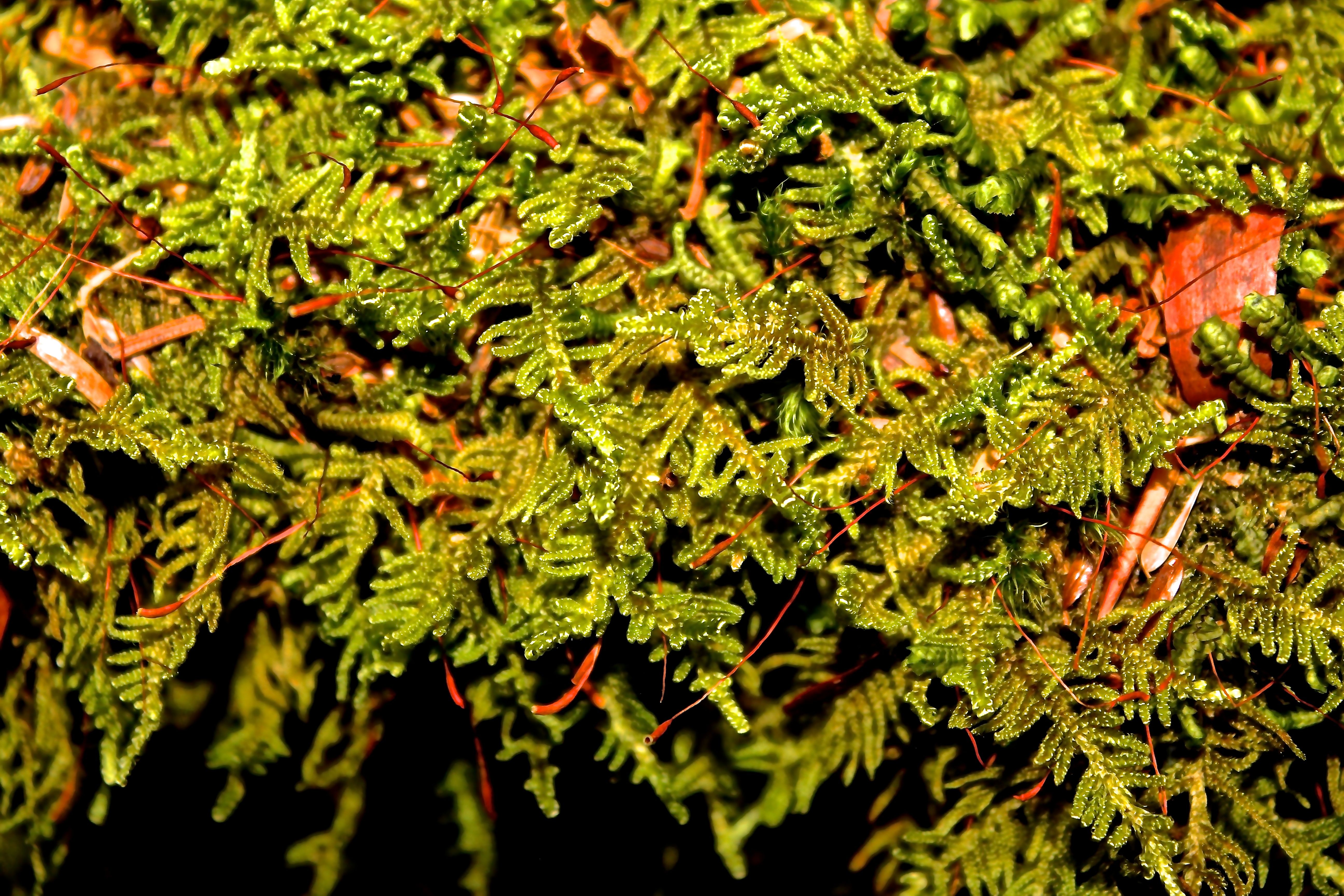 pincushion moss | wondermyway