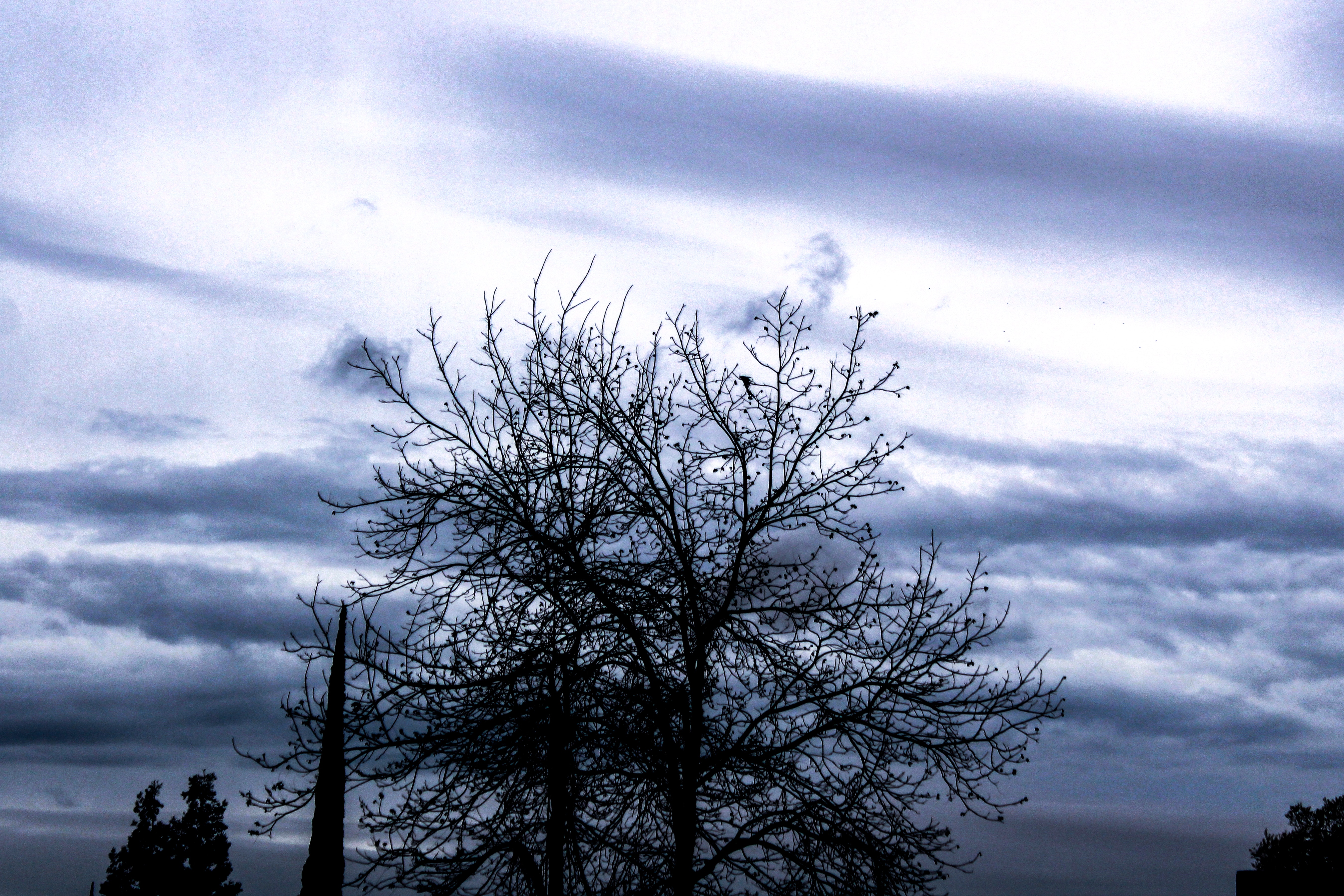 Photo of a bare tree under cloud sky